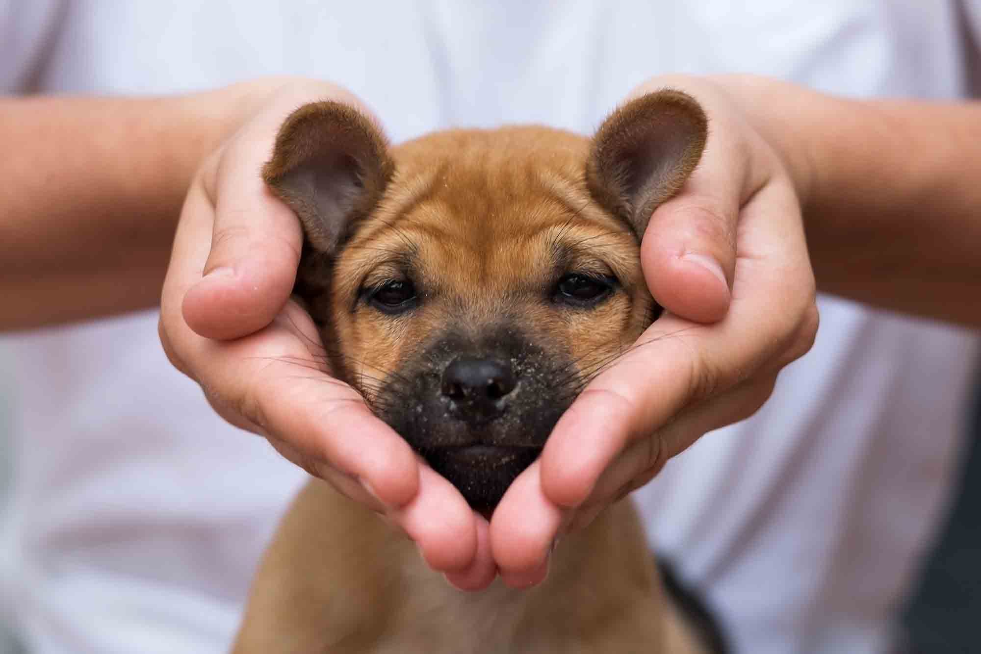 Cuteness Overload: New Puppy Care 101 | Highway Veterinary Hospital