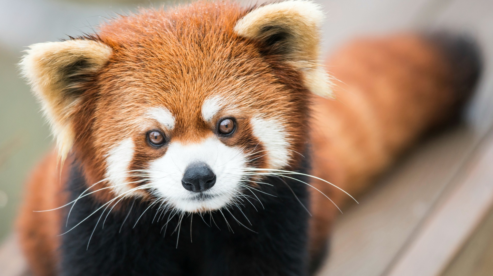 Prepare for a cuteness overload, thanks to these red panda GIFs
