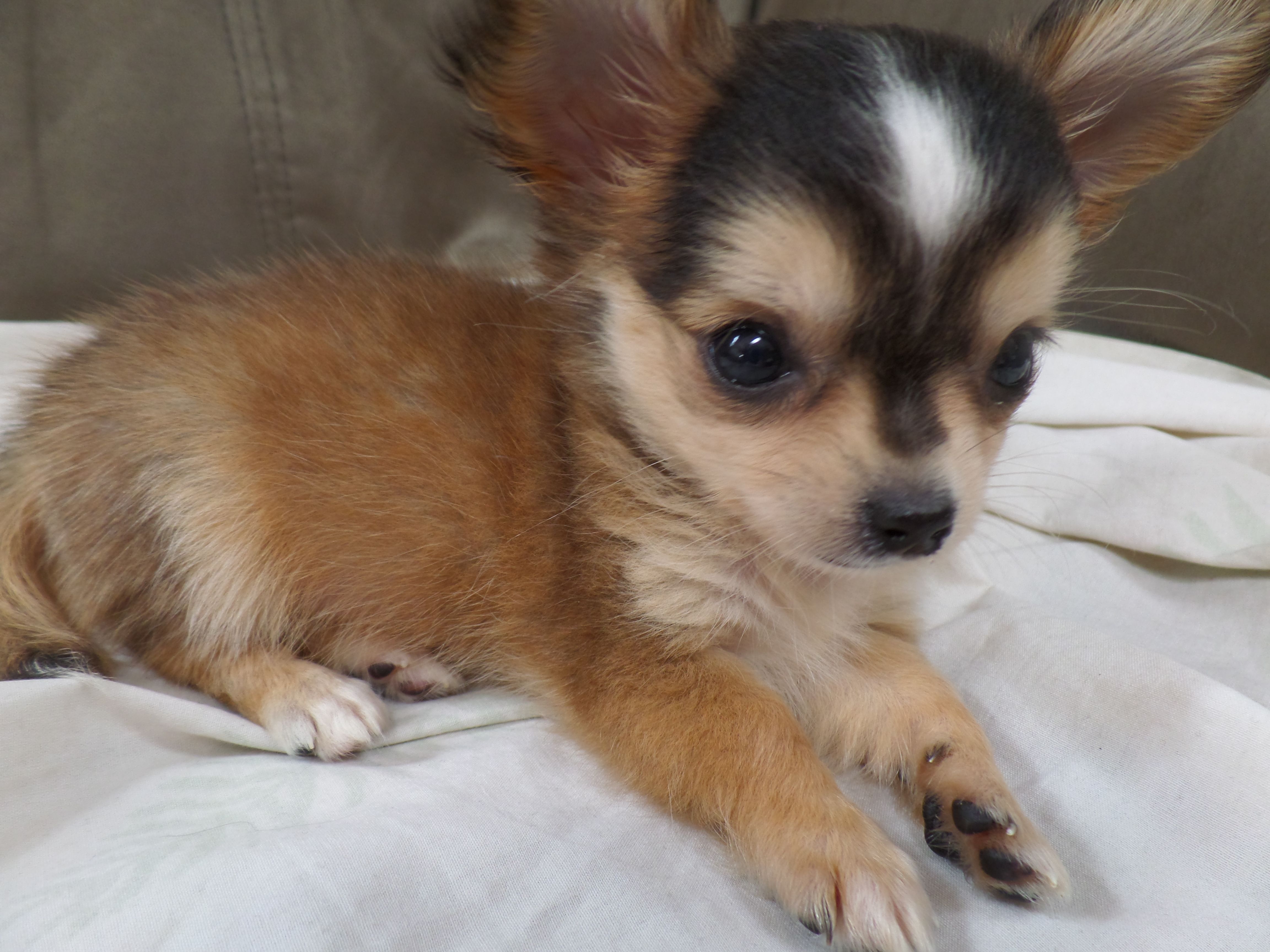 My baby Koko...This chihuahua is so adorable! #chihuahua #puppy ...