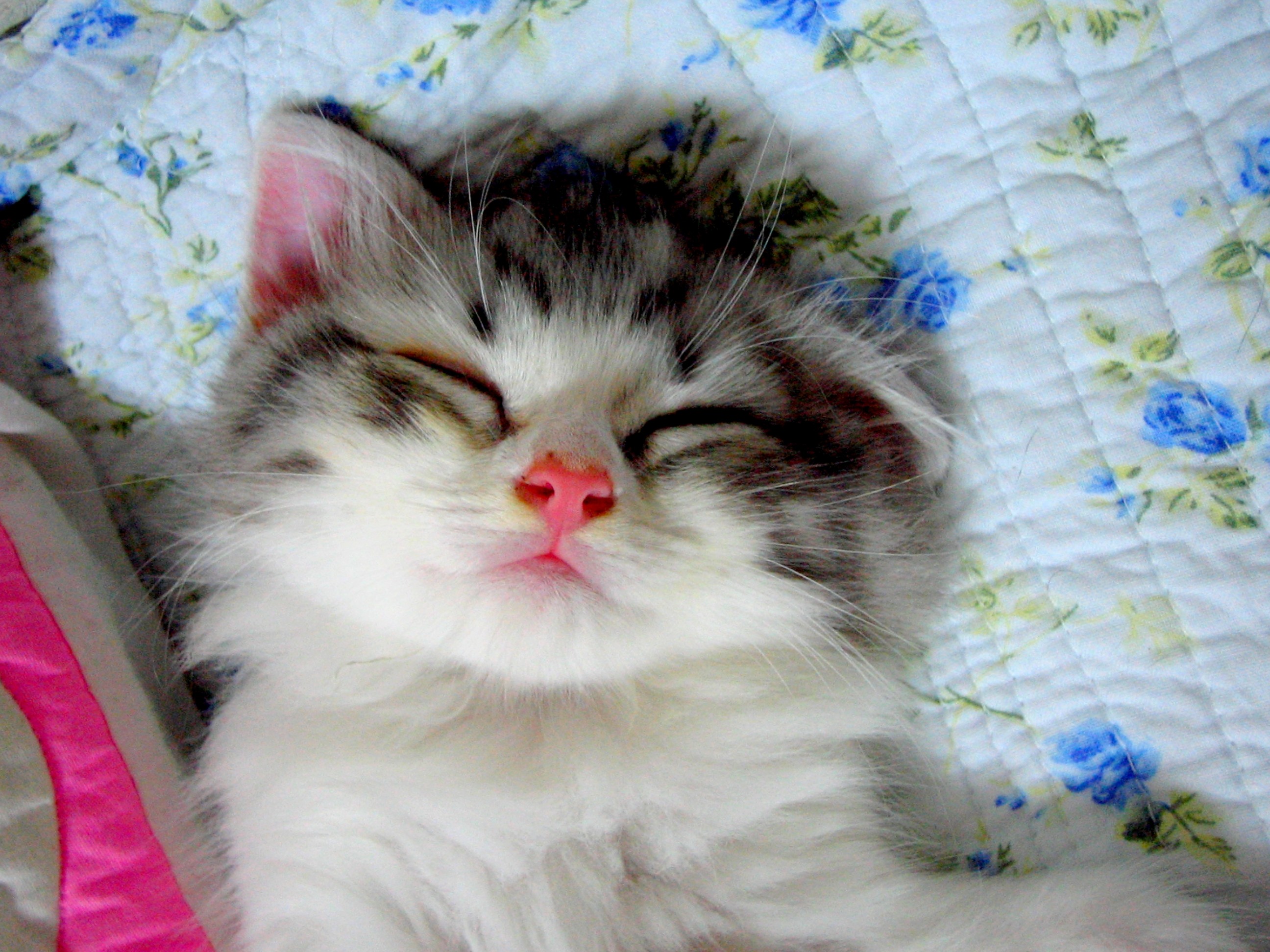 Cats: Cuteness Cute Gift Grandma Kitten Sleeping Easter Cat Image HD ...