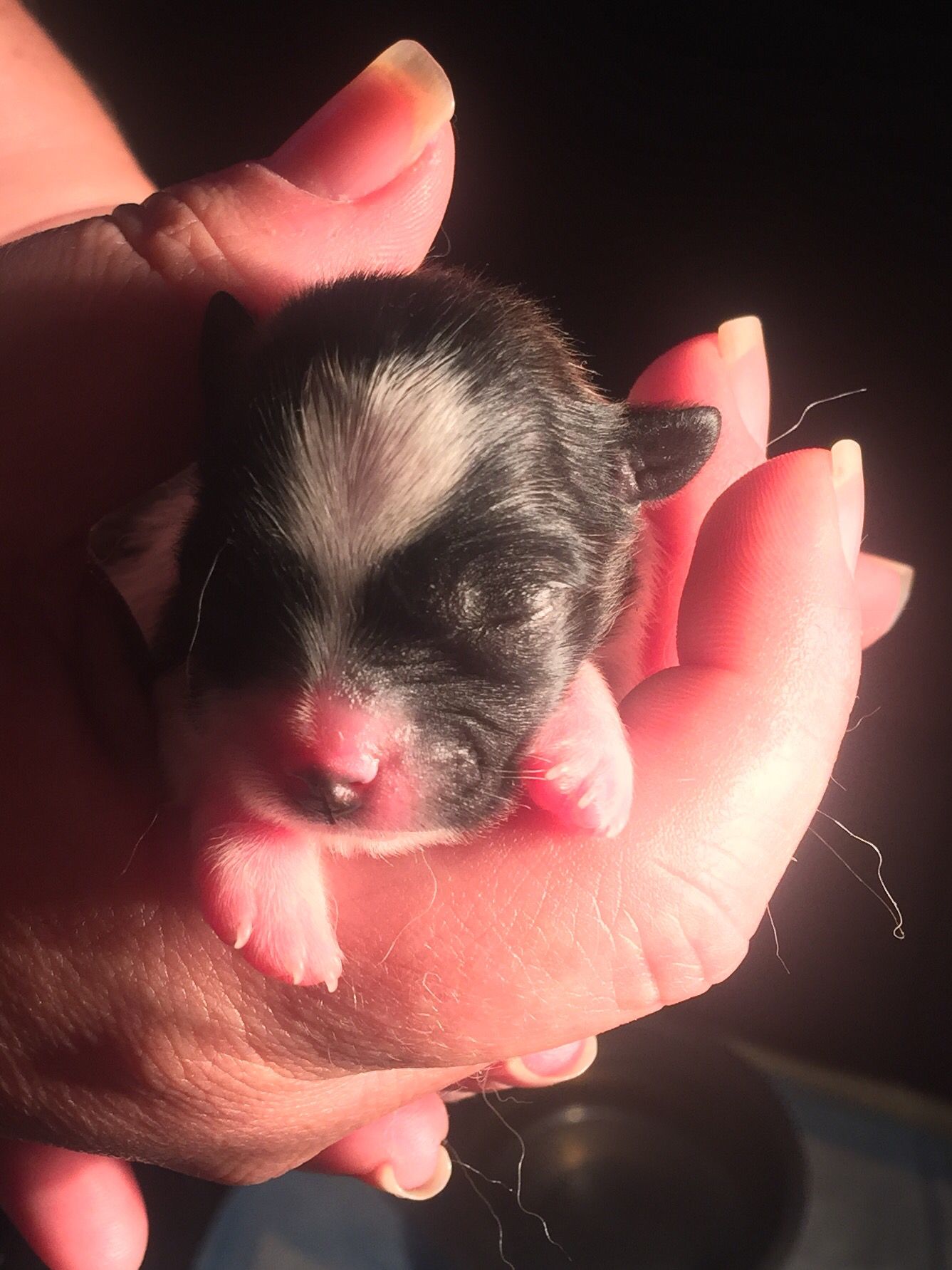 Baby Teacup Shipom born today #puppies #love #cuteness | My Pets ...