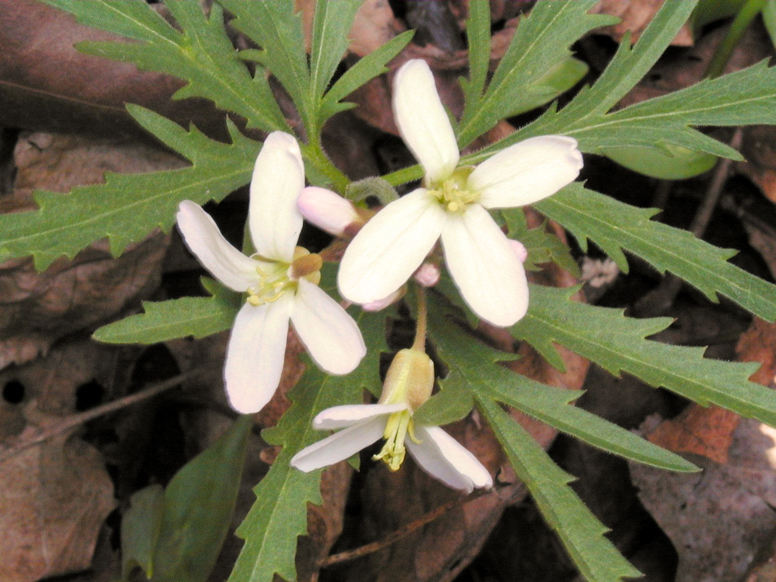 wildflowers.perverdonk.com - /cress/Cutleaf Toothwort/