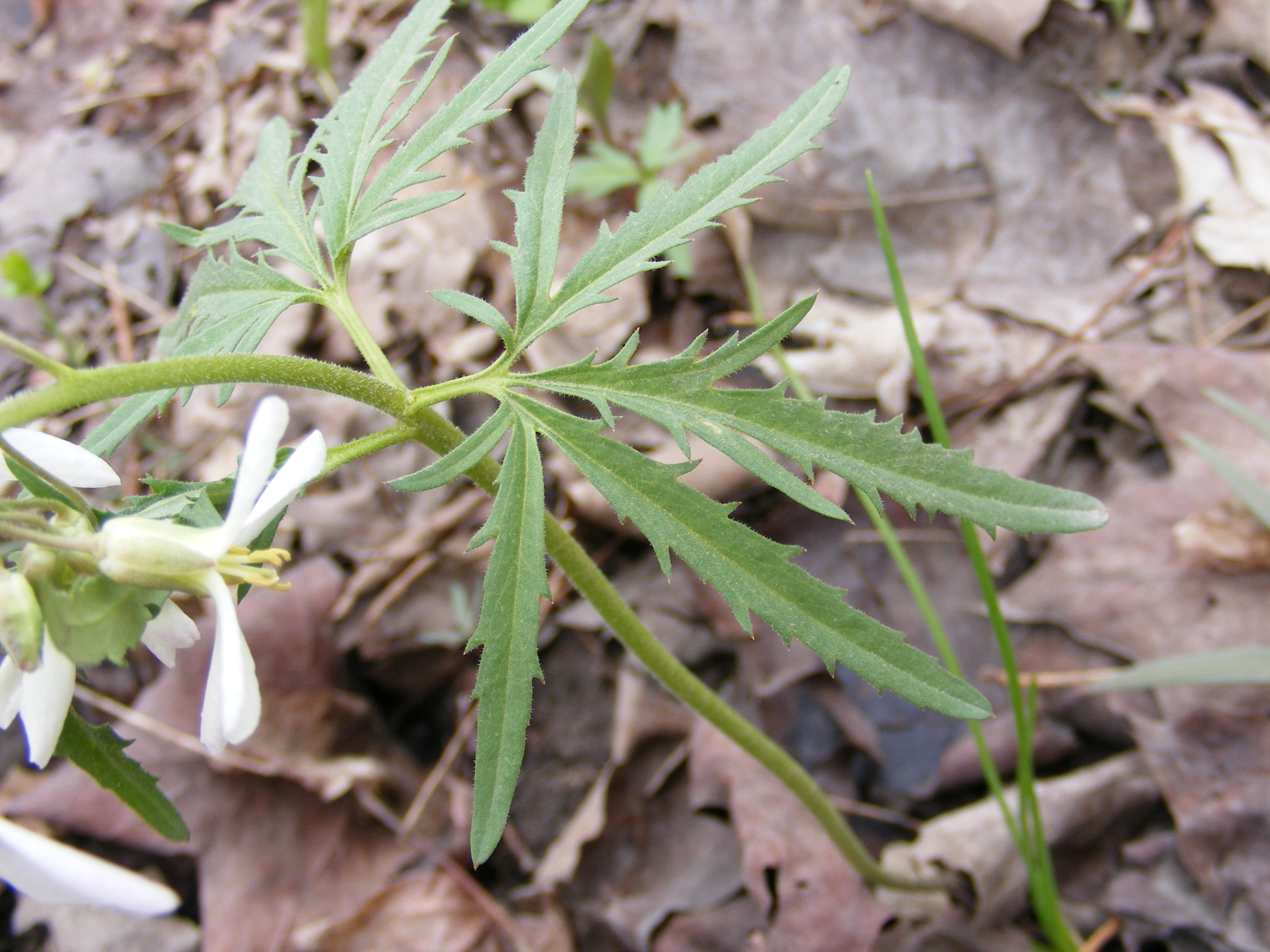 Random Plant: Cutleaf toothwort | The Life of Your Time