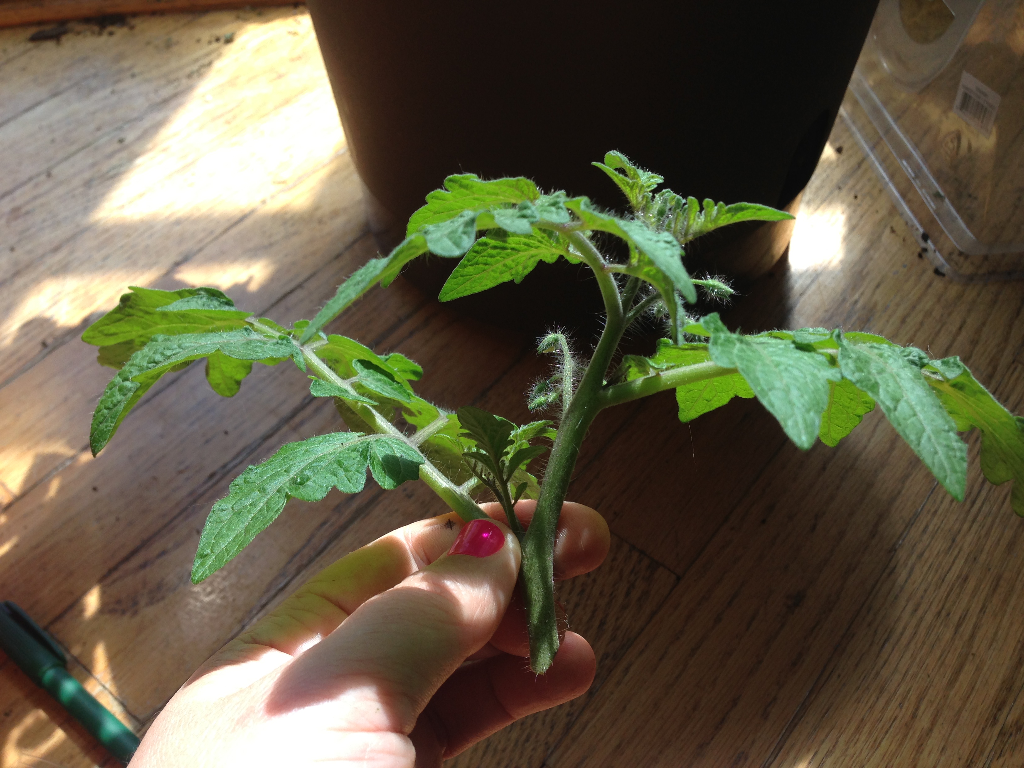 How to create near-infinite clones of your favorite tomato (or any ...