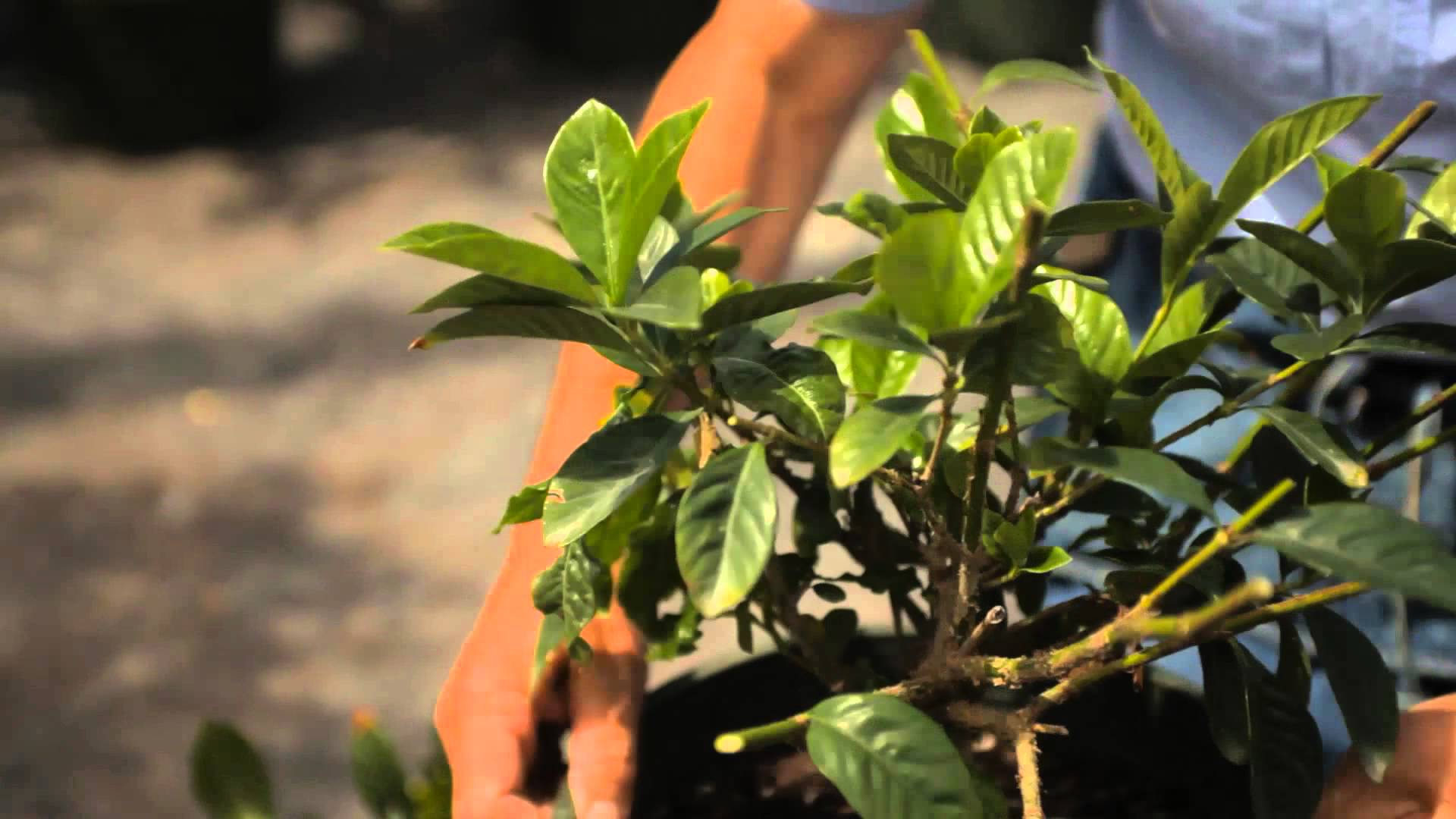 Guide to Pruning a Gardenia Bush : Garden Savvy - YouTube