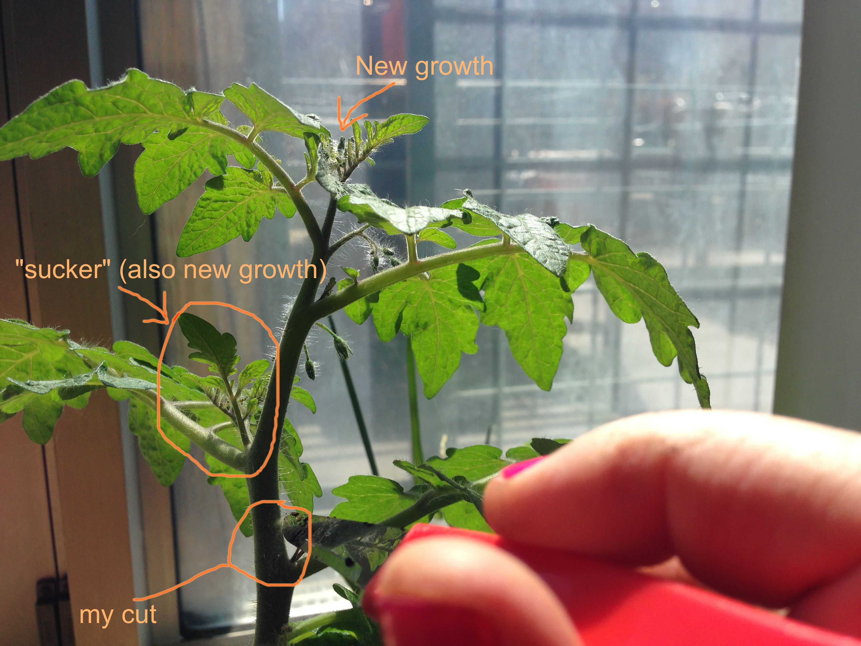 How to create near-infinite clones of your favorite tomato (or any ...