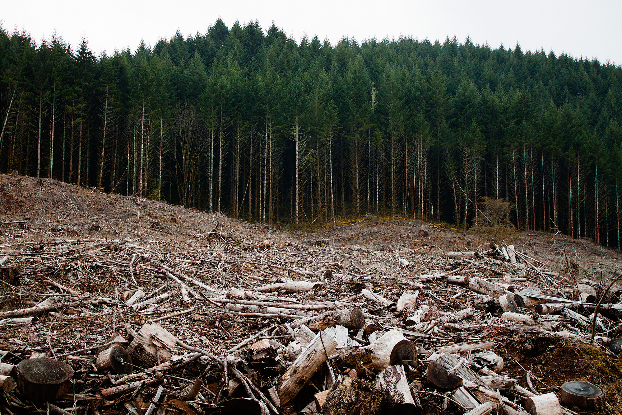 Hundreds of Hectares of Romanian Forest Have Disappeared - VICE