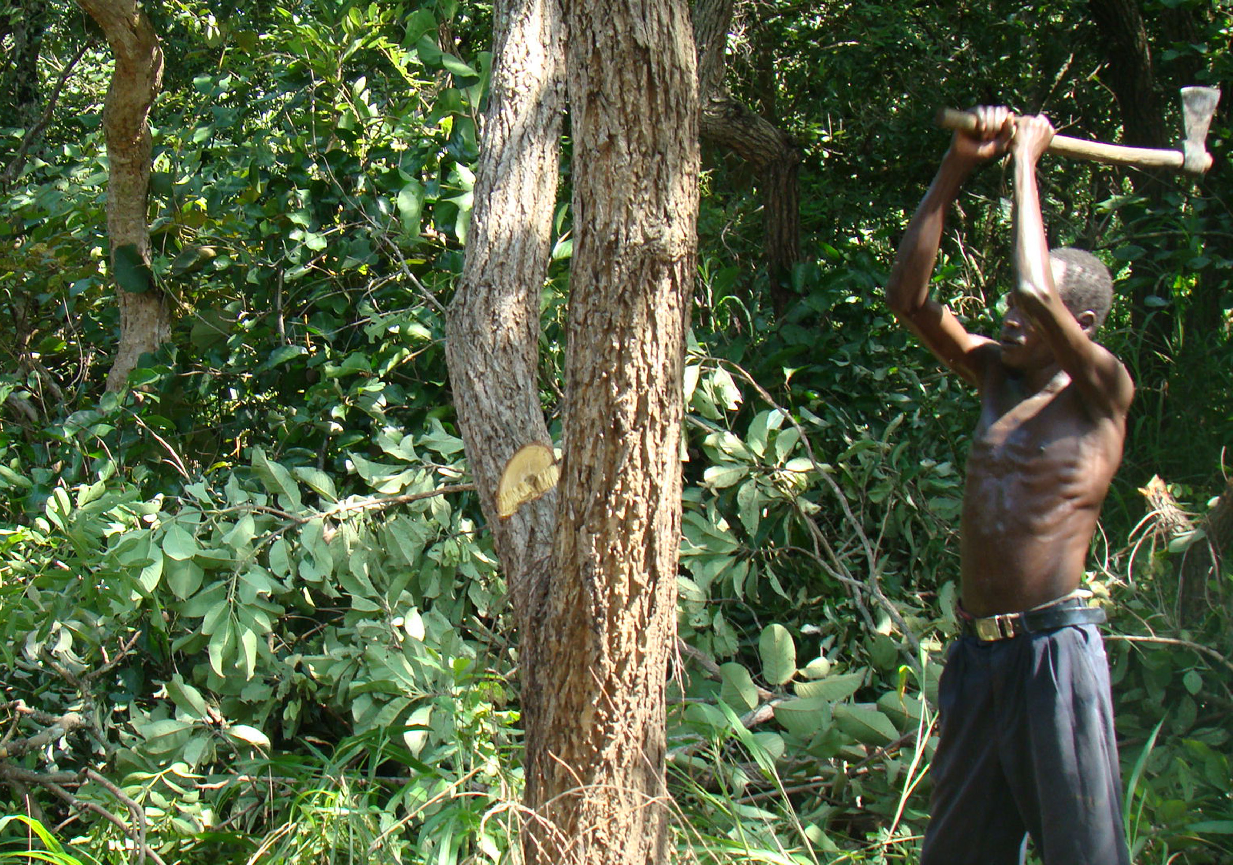 A man cutting down a tree for charcoal burning in Nwoya district ...