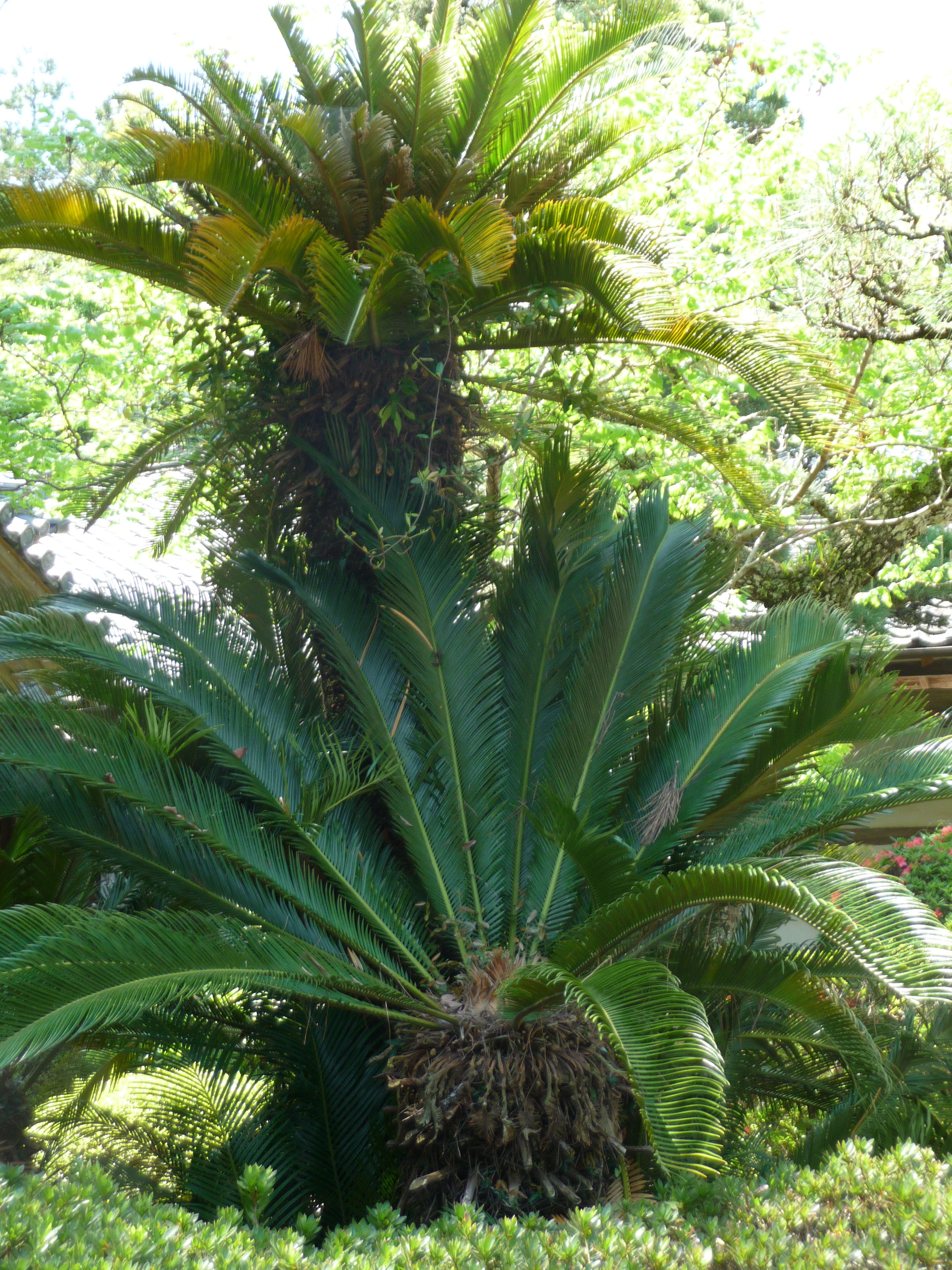Cycads: 'living fossils' with a deadly twist | The Japan Times