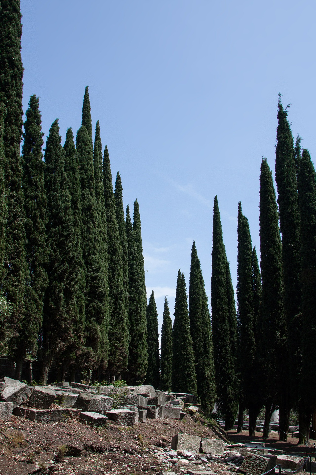 Cypress photo