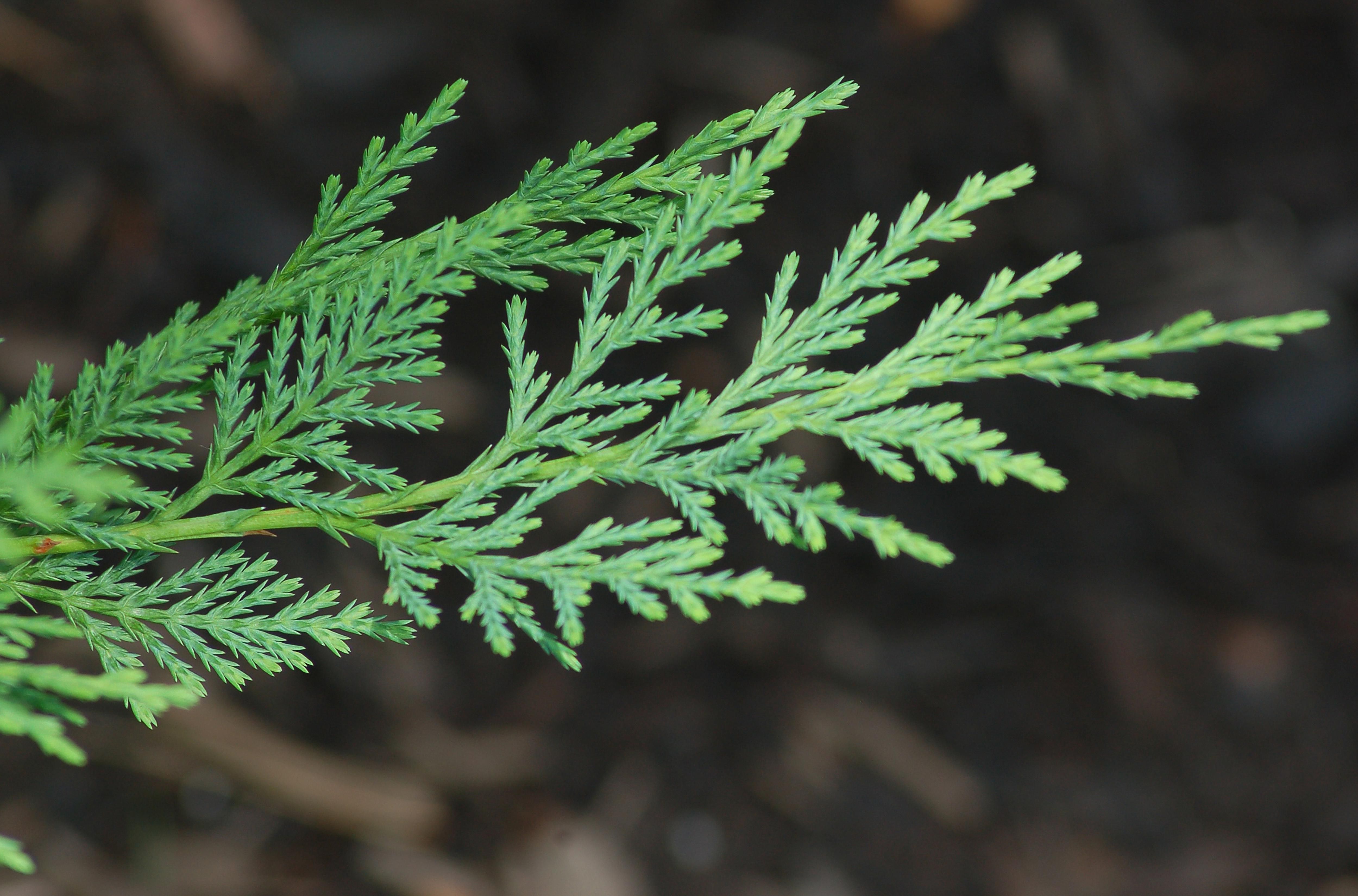 Leyland Cypress Trees: Fast Growth for Privacy