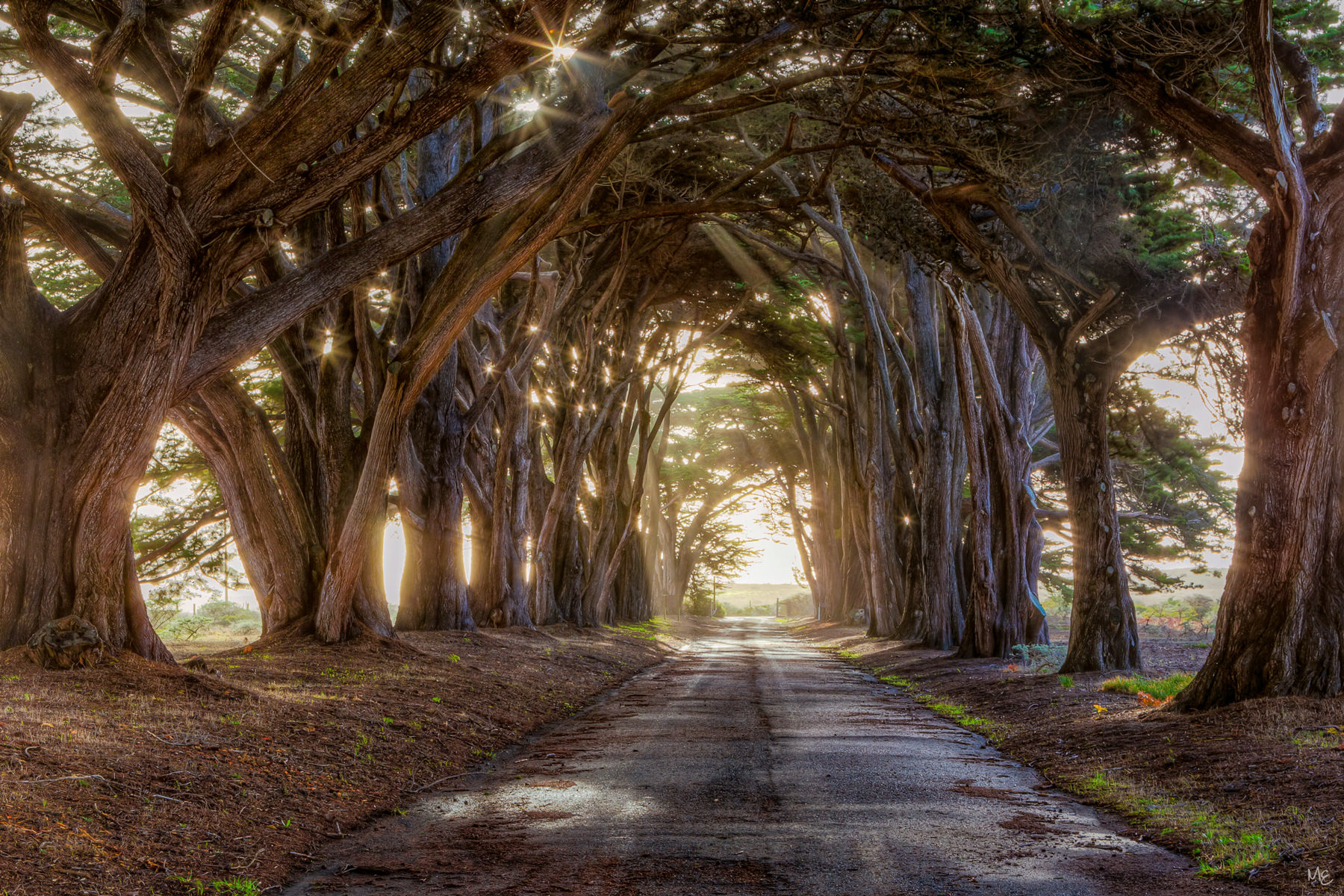 Mark Epstein Fine Art Prints | Morning In the Cypress Tree Tunnel