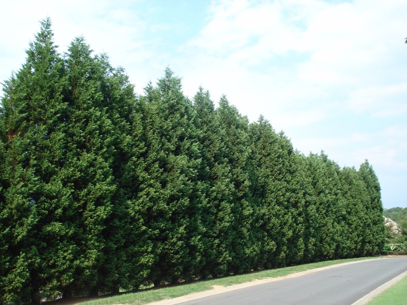 Leyland Cypress Tree - Privacy Fence - Live Plant - Quart Pot | eBay