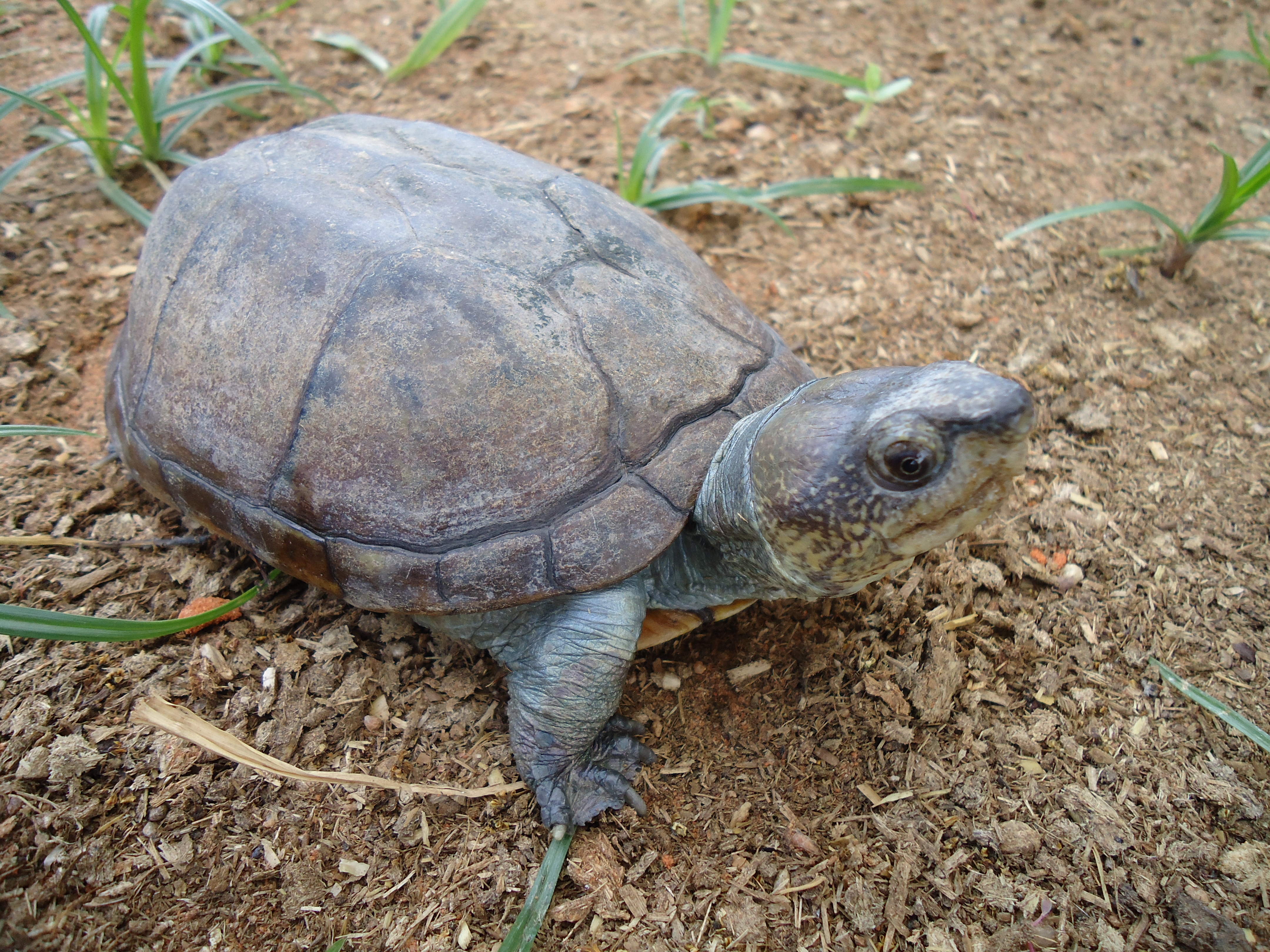 Existe diferença entre tartaruga, cágado e jabuti? | Blog do NUROF-UFC