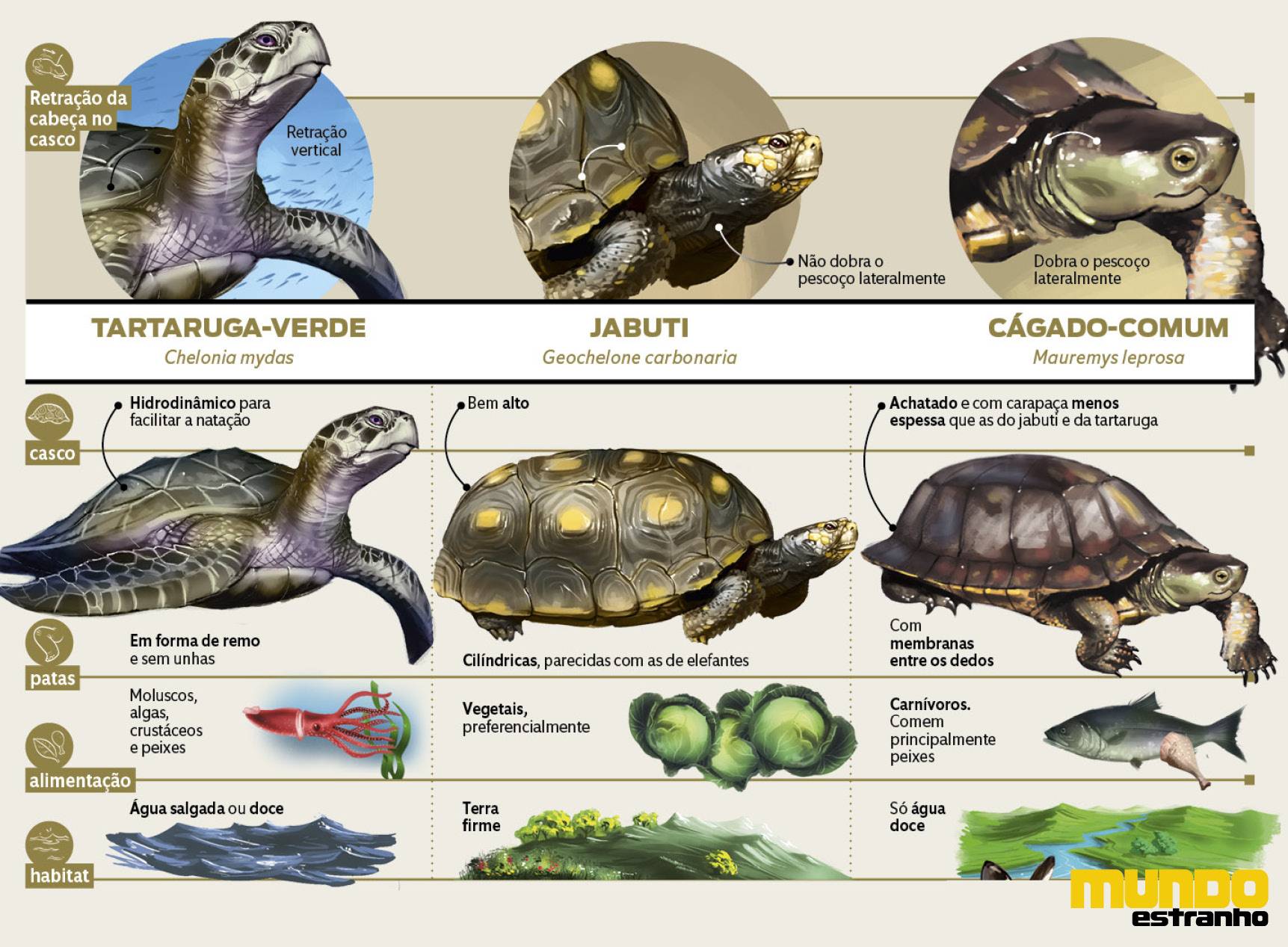 Qual a diferença entre jabuti, cágado e tartaruga? - Ponto Biologia