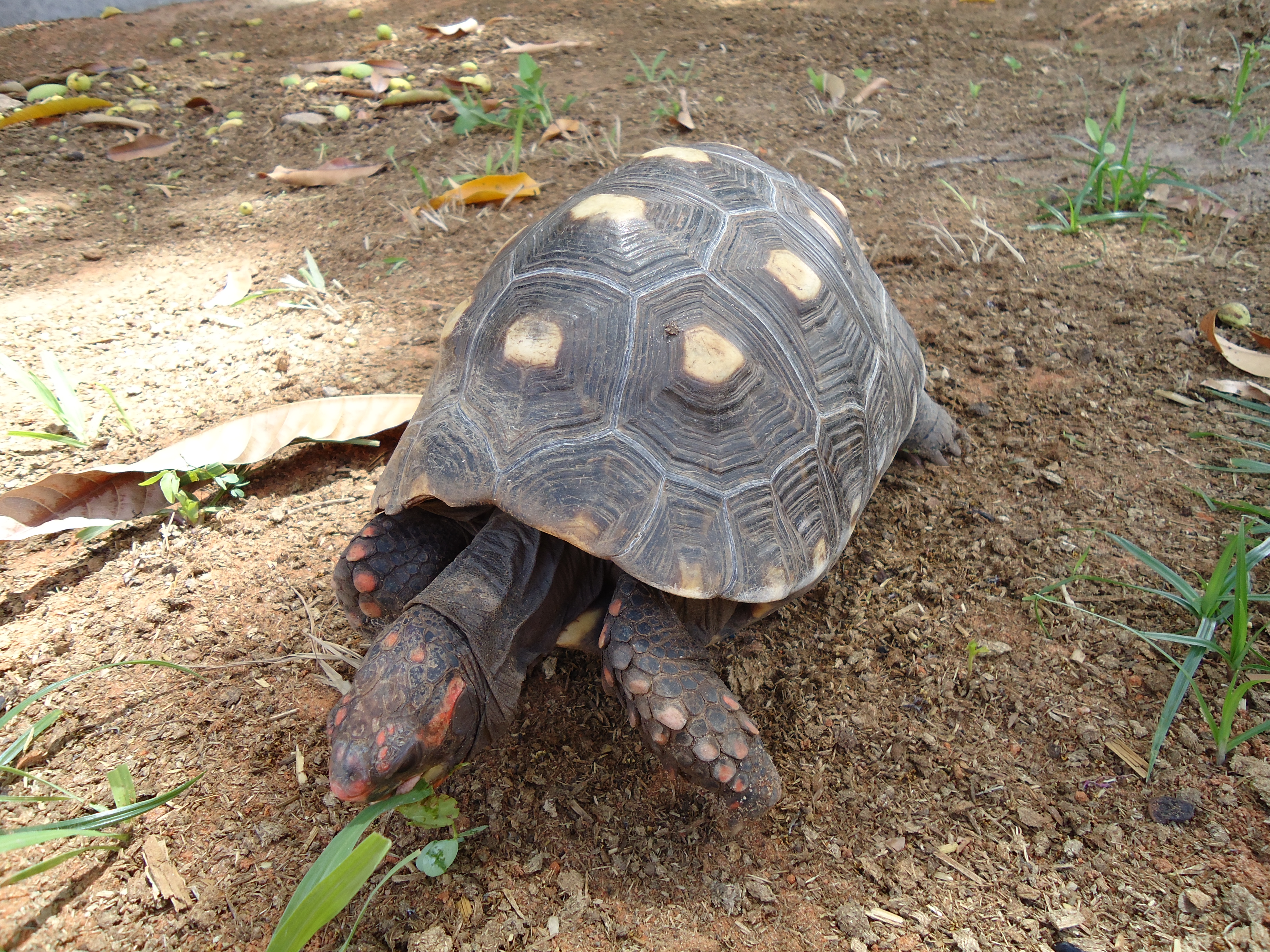 Existe diferença entre tartaruga, cágado e jabuti? | Blog do NUROF-UFC