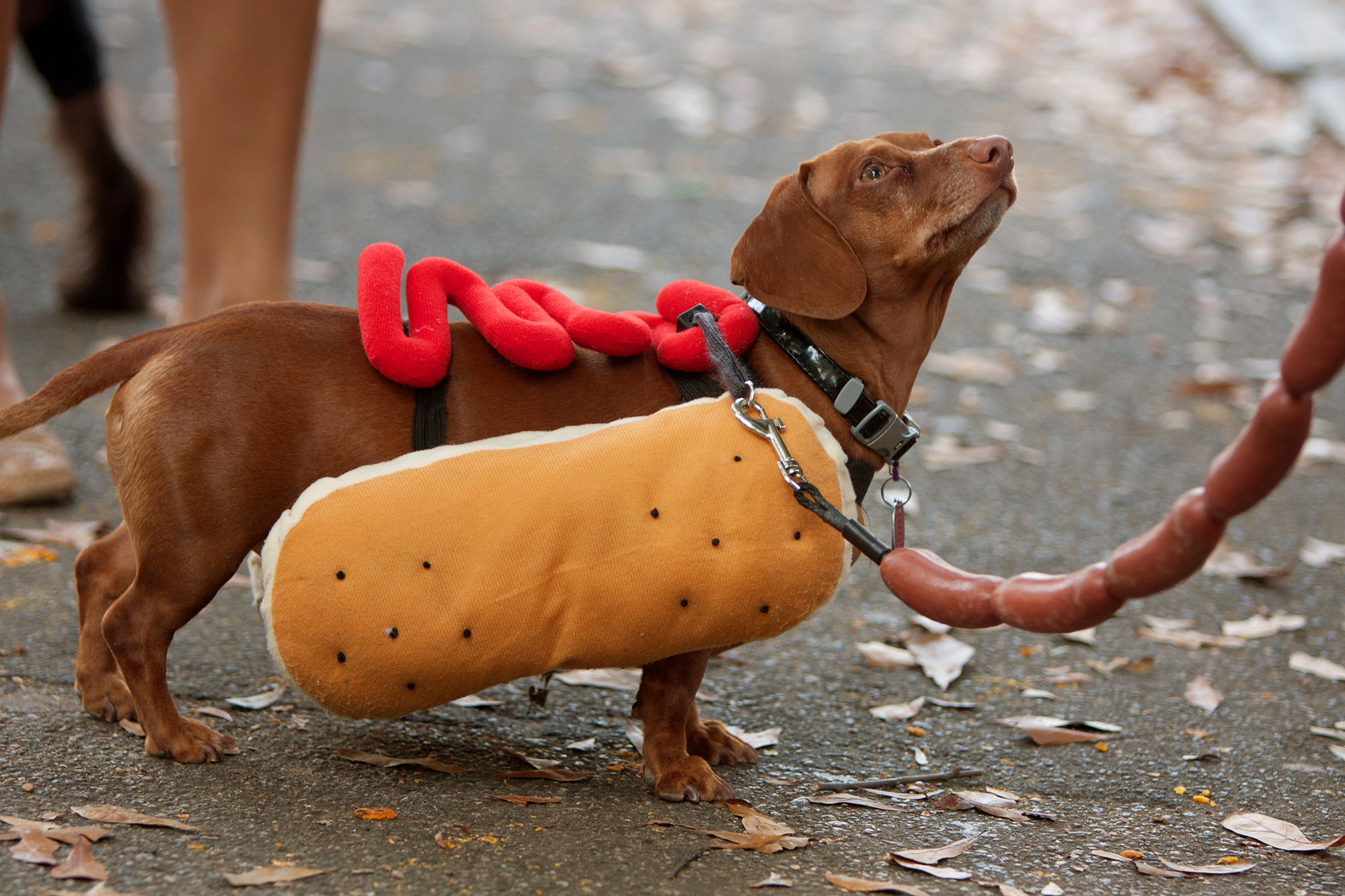 Dachshunds Met Up for a Walk in Manchester's Heaton Park | Time