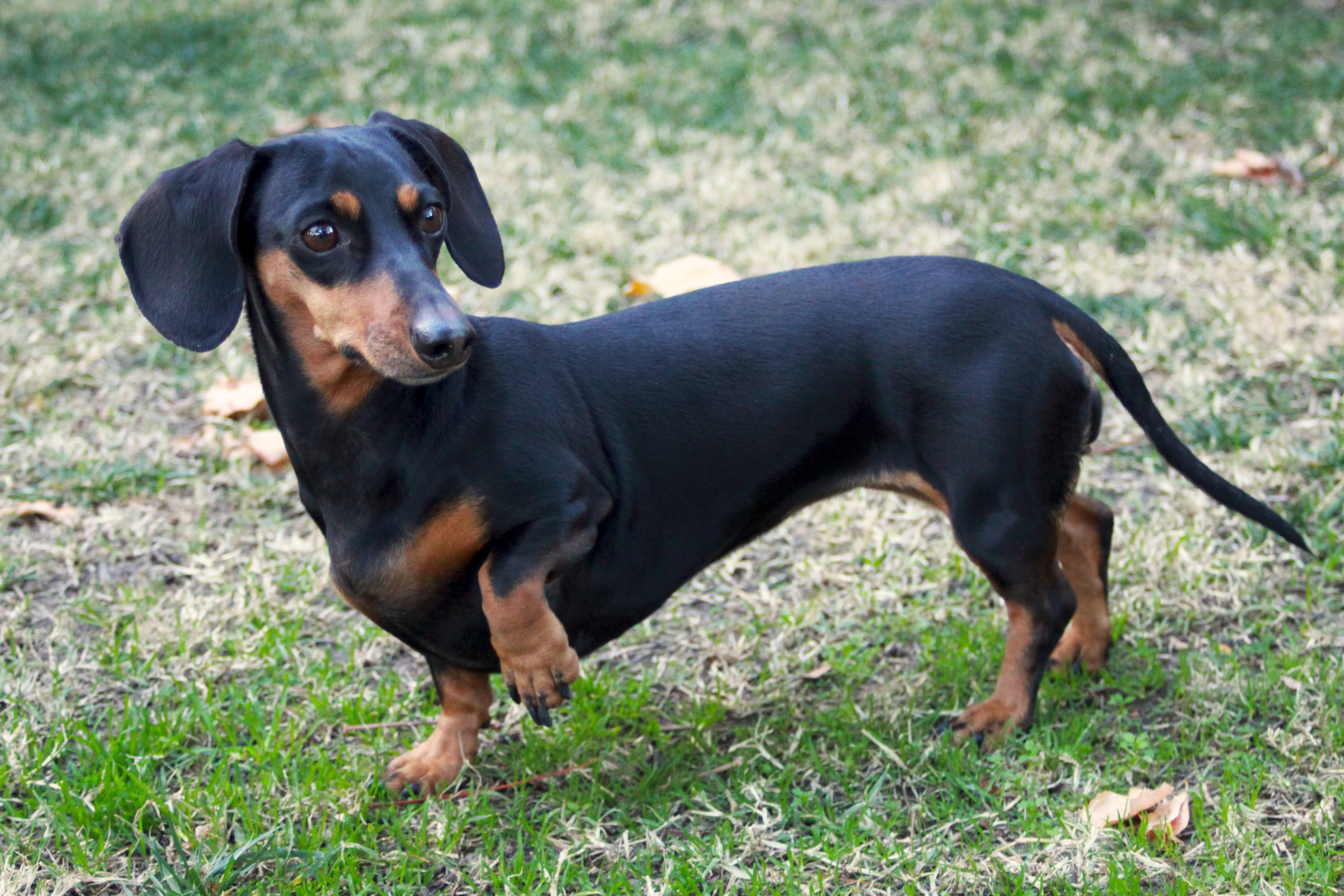 Dachshund - Puppies, Facts For Kids, Pictures, Temperament, Breeders ...