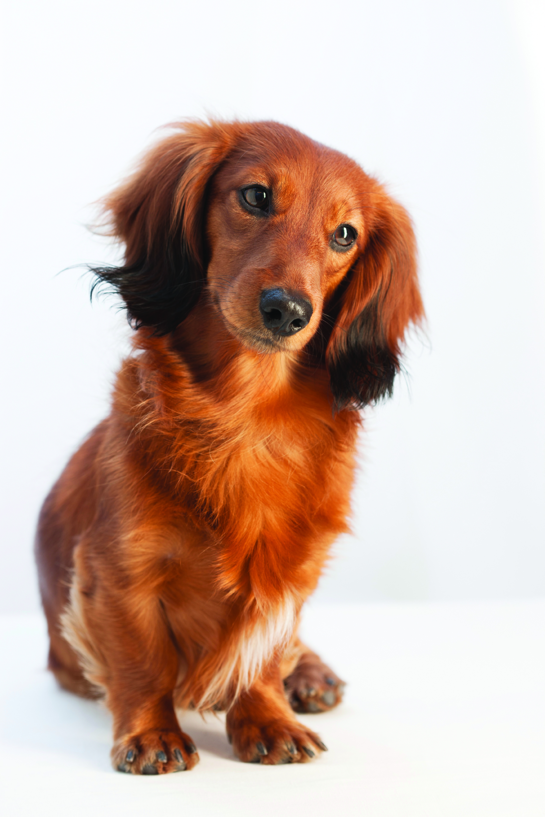 Dachshund Dog Breed Information - Continental Kennel Club