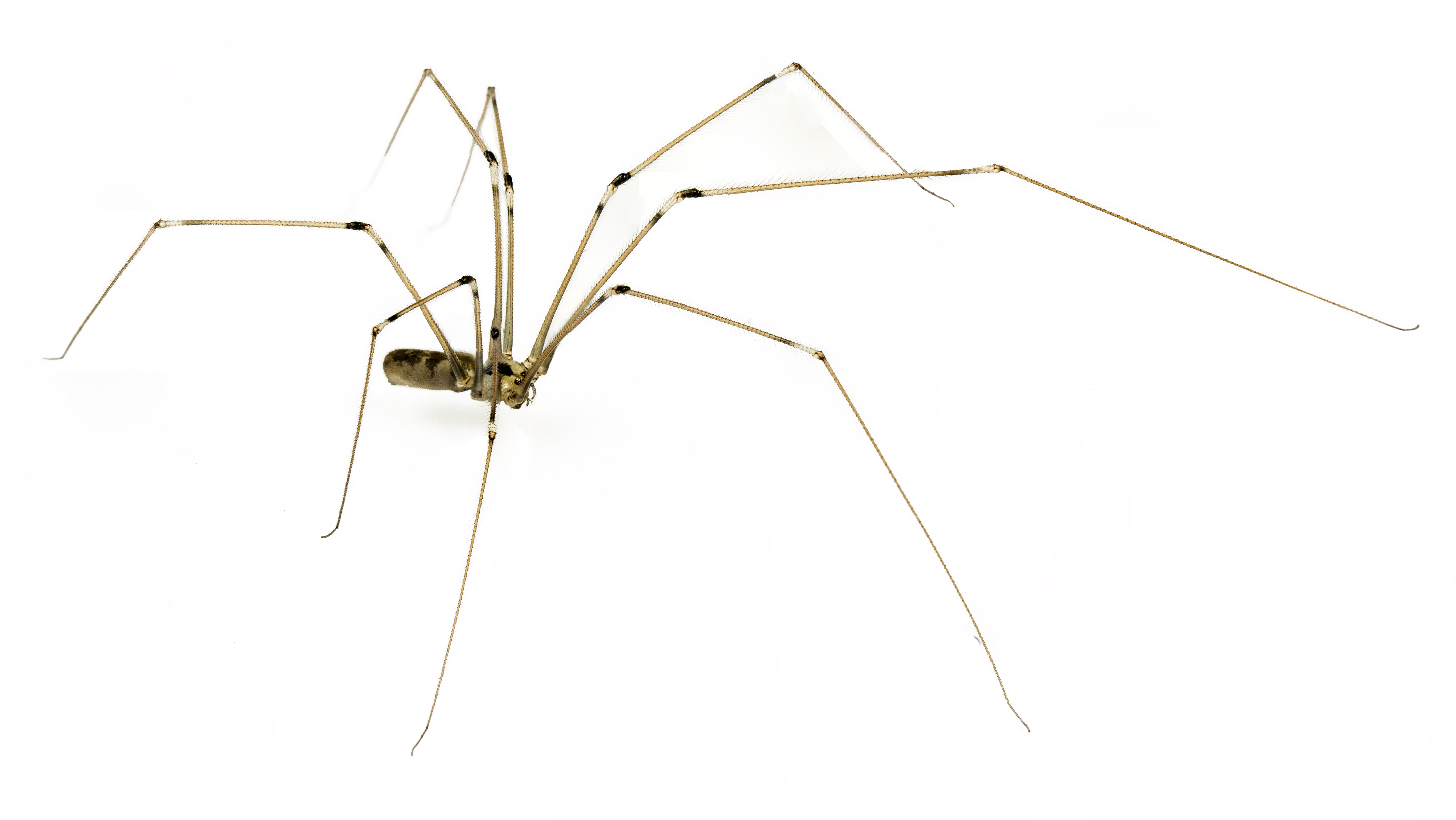 Daddylonglegs Spider | Bill Clark Bugsperts