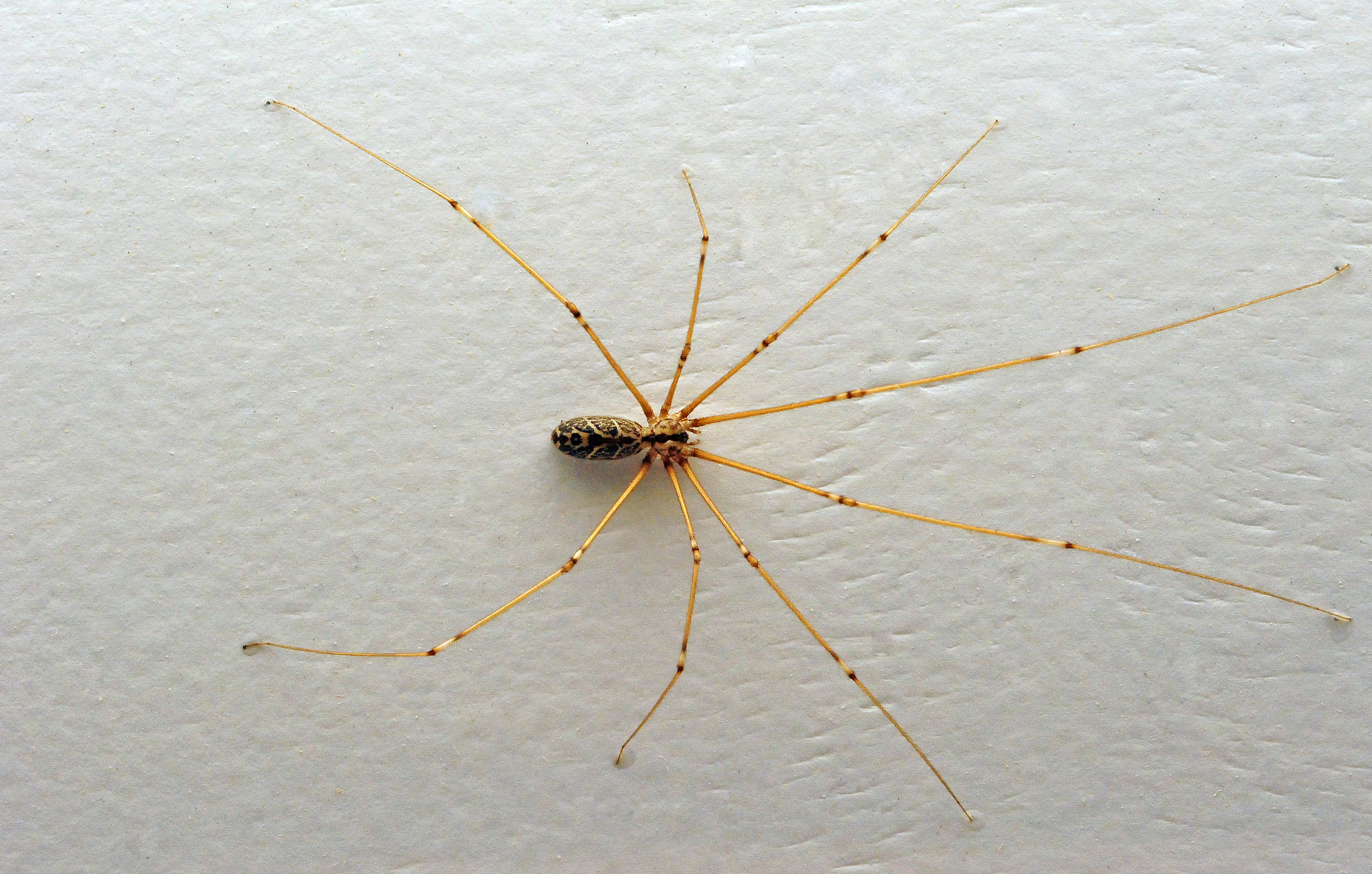 Daddy Long Legs Spider - Pholcidae family