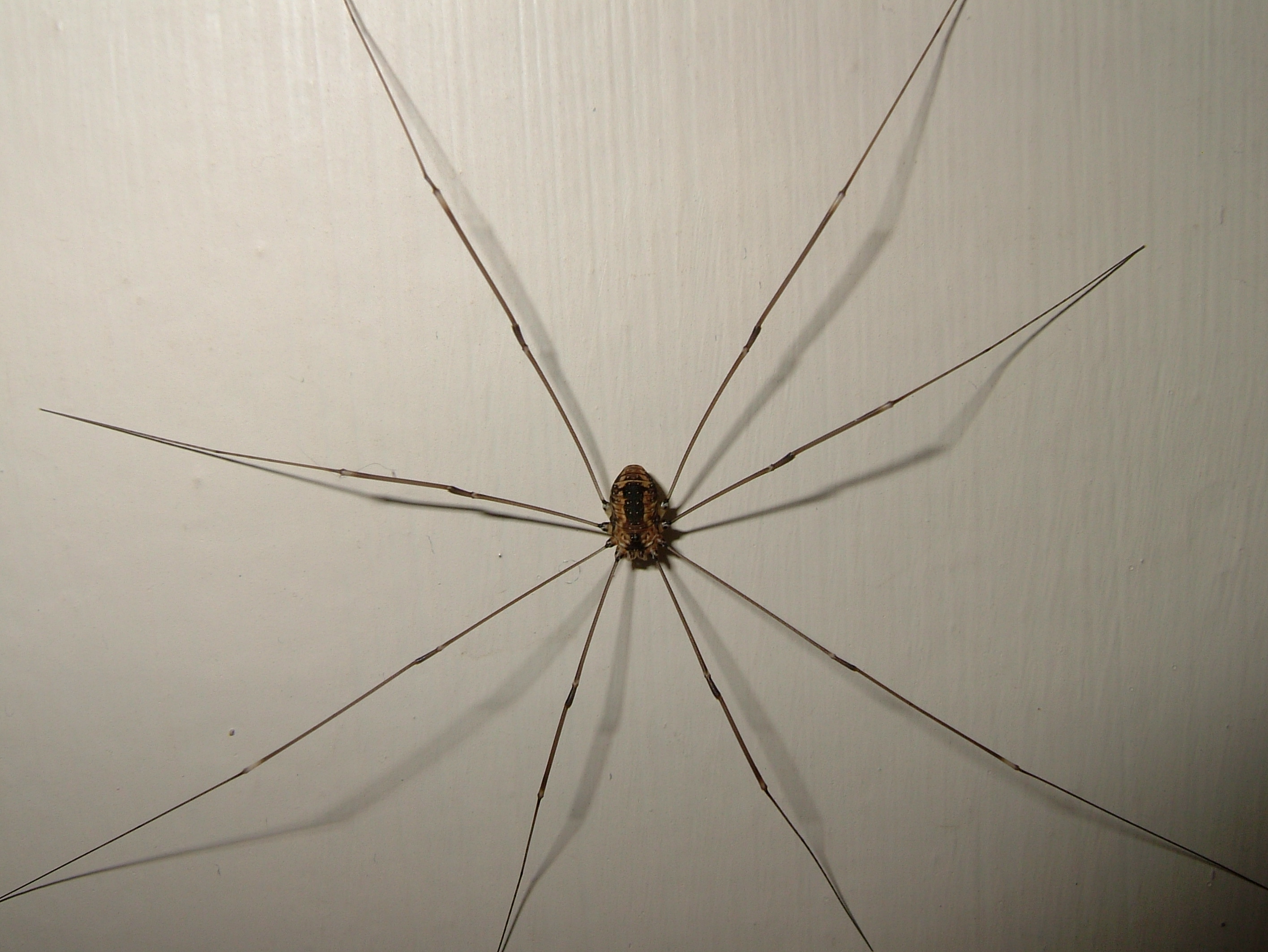 Daddy Long-Legs Spider (Harvestman) – Are Daddy Long Legs Poisonous ...