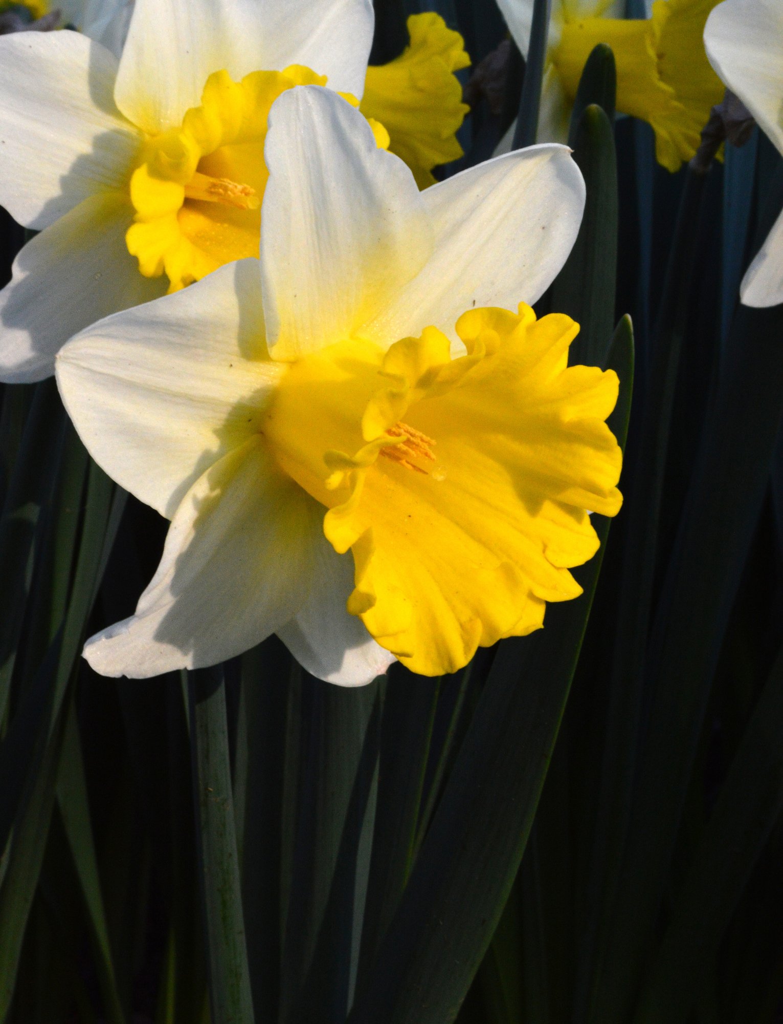 Daffodil photo