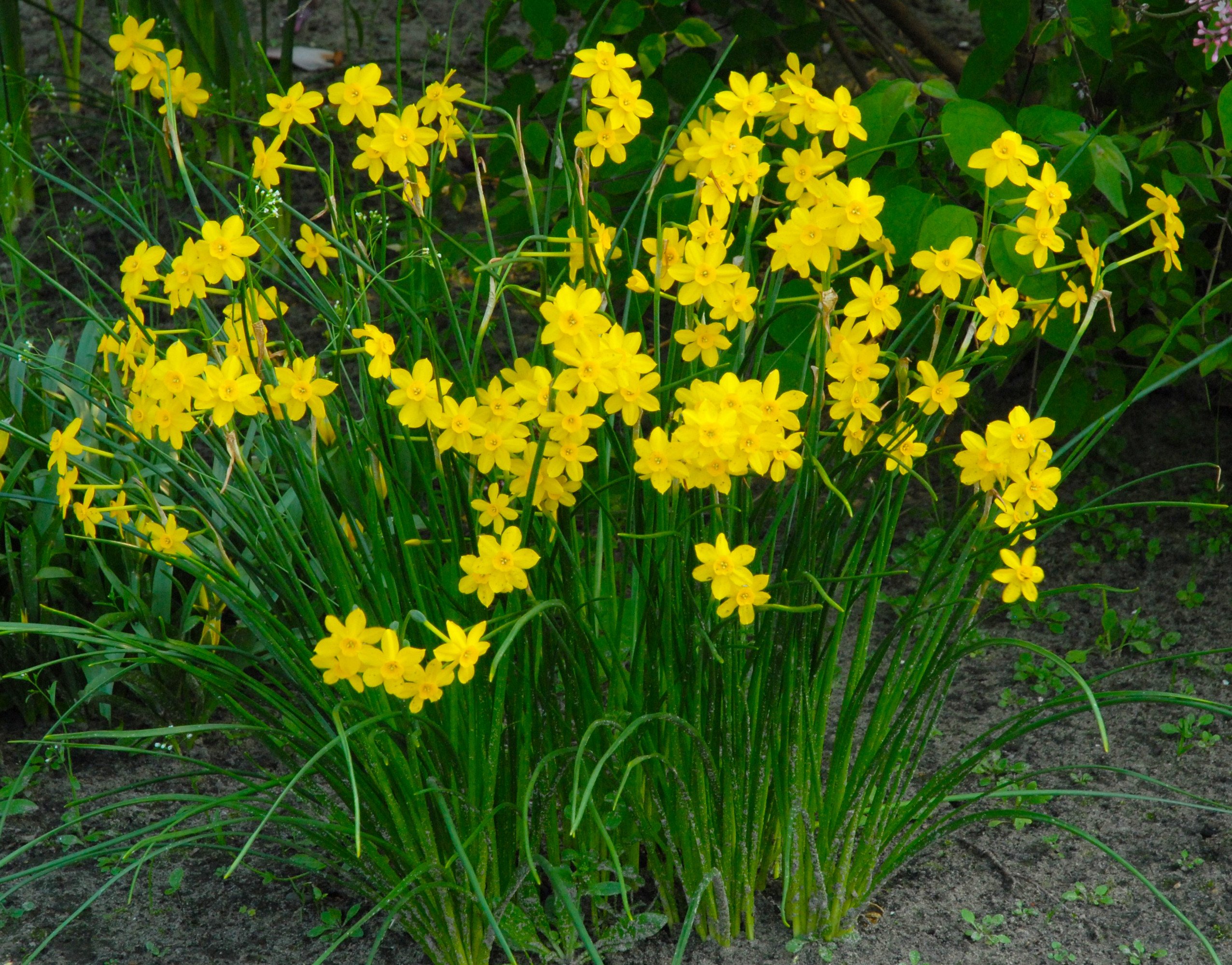 Mini Daffodil Baby Moon | DutchGrown