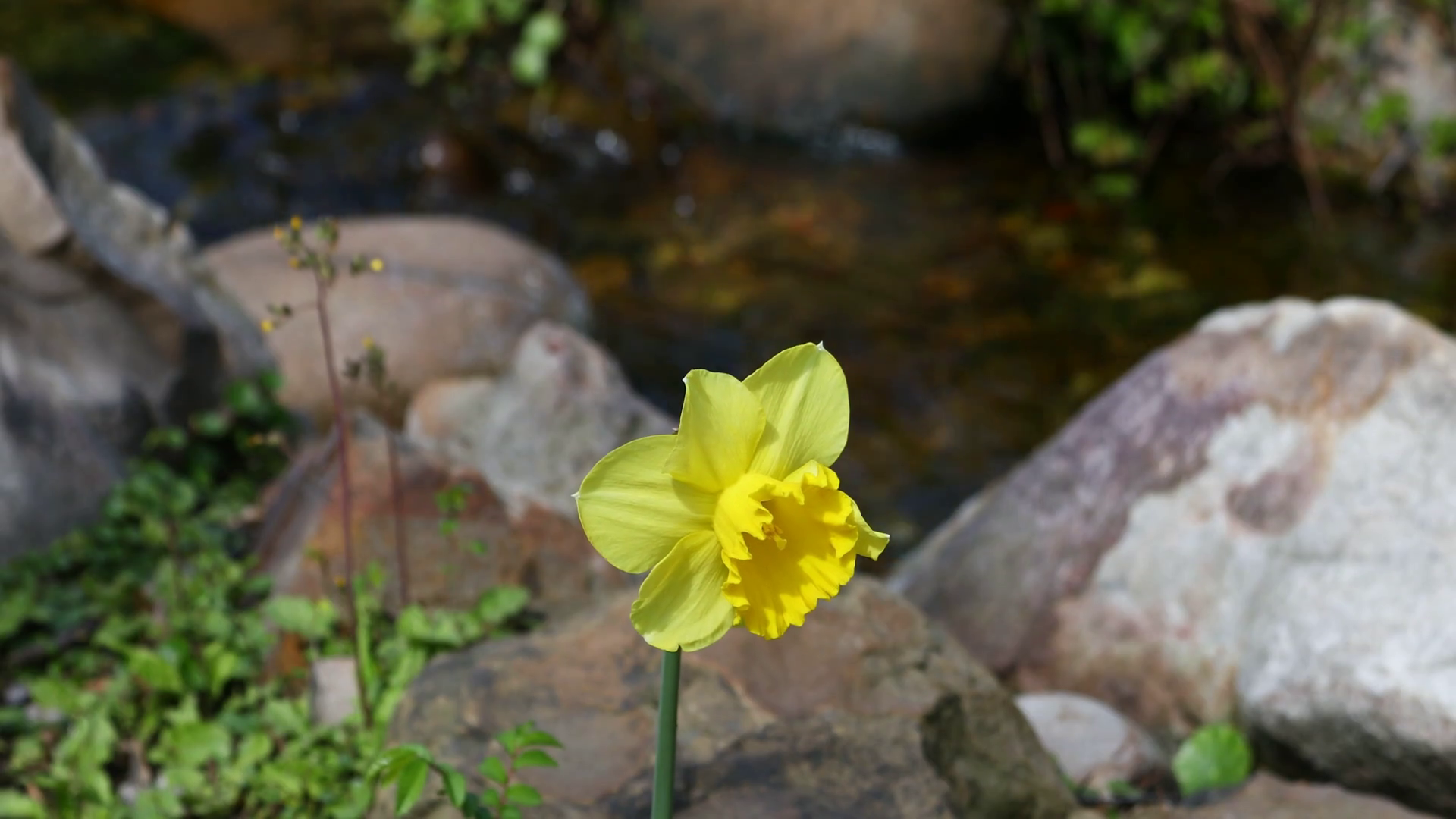Yellow Daffodil in front of a stream. Stock Video Footage - VideoBlocks