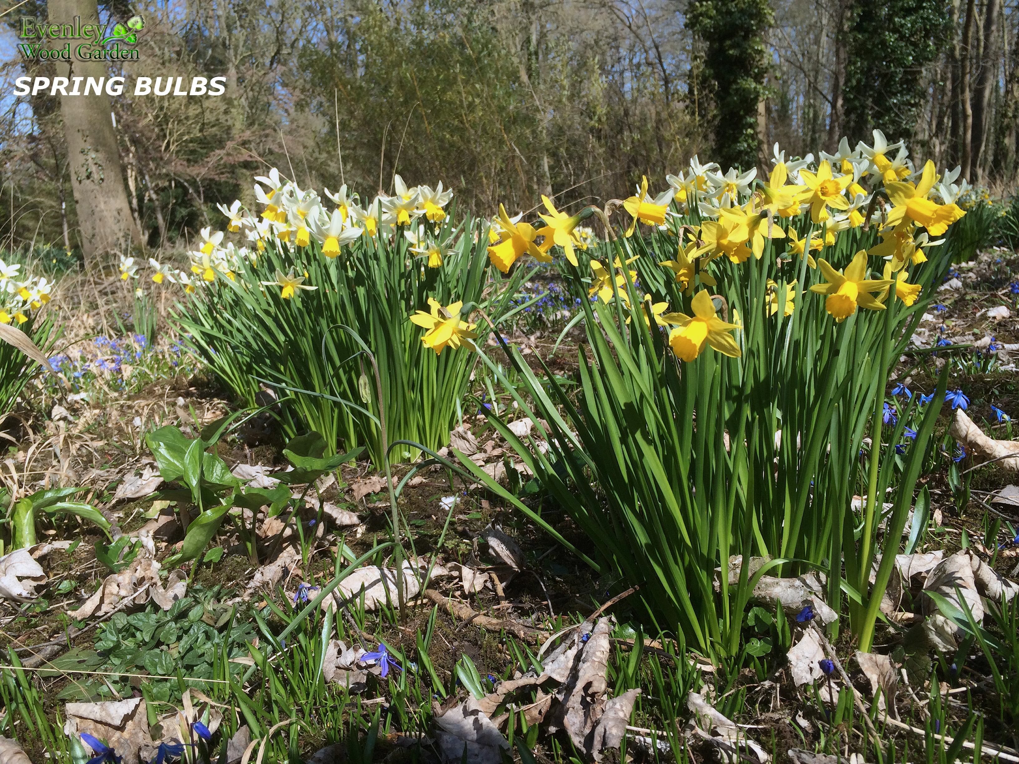 Daffodils in Stream Garden look lovely on March-April. Evenley Wood ...