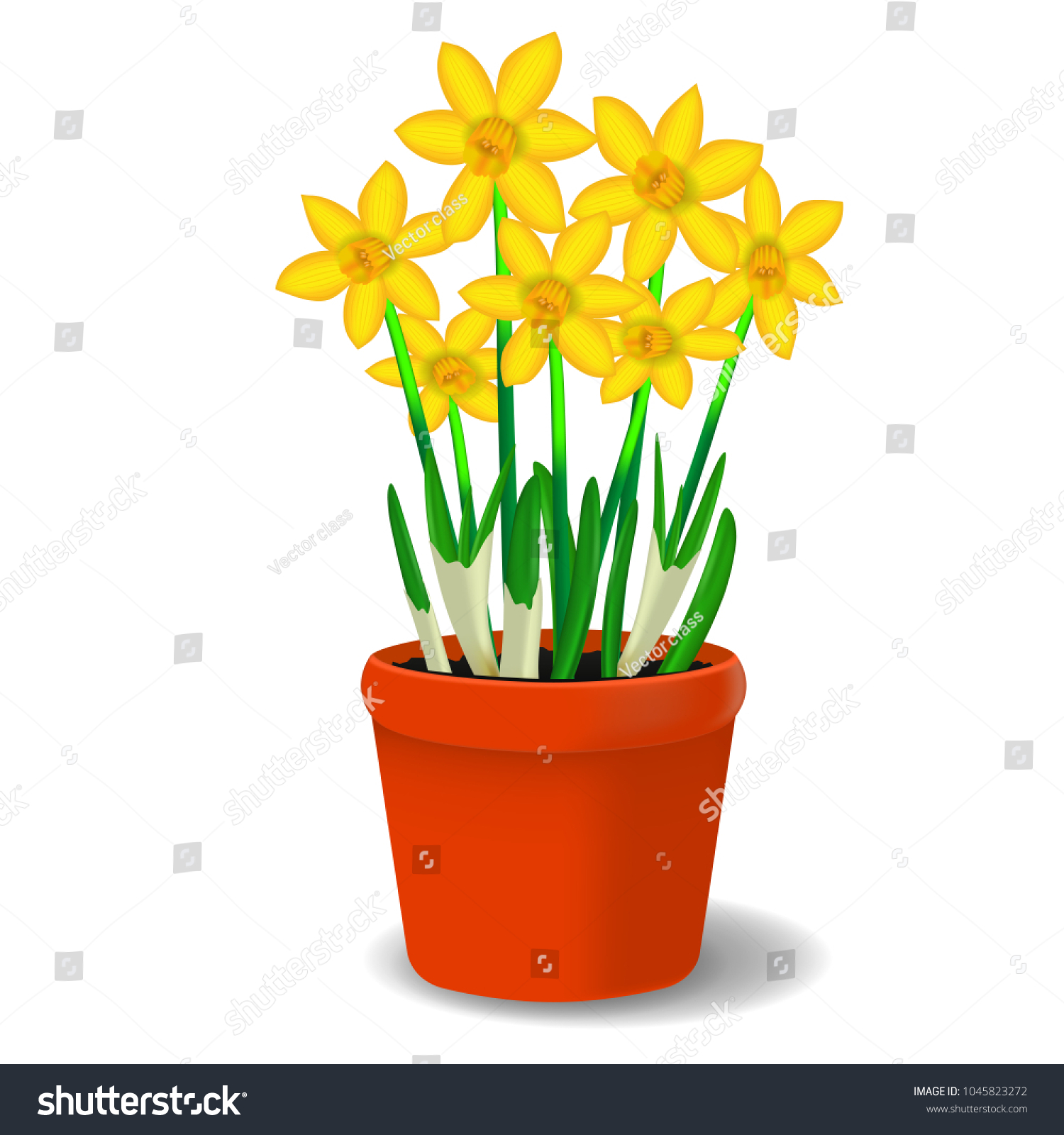 Vector Image Yellow Flowers Daffodil Pot Stock Photo (Photo, Vector ...