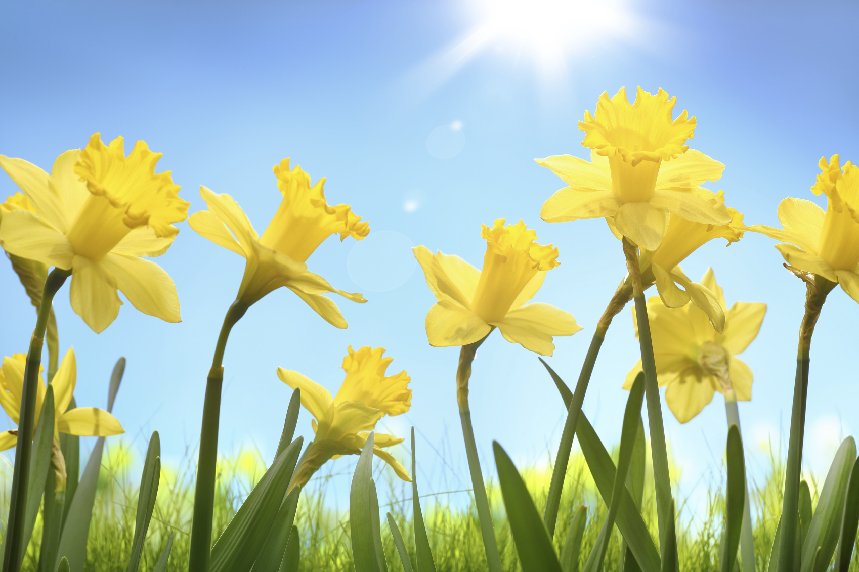 Flower of the Month: March - Daffodil - Floraqueen - Blog