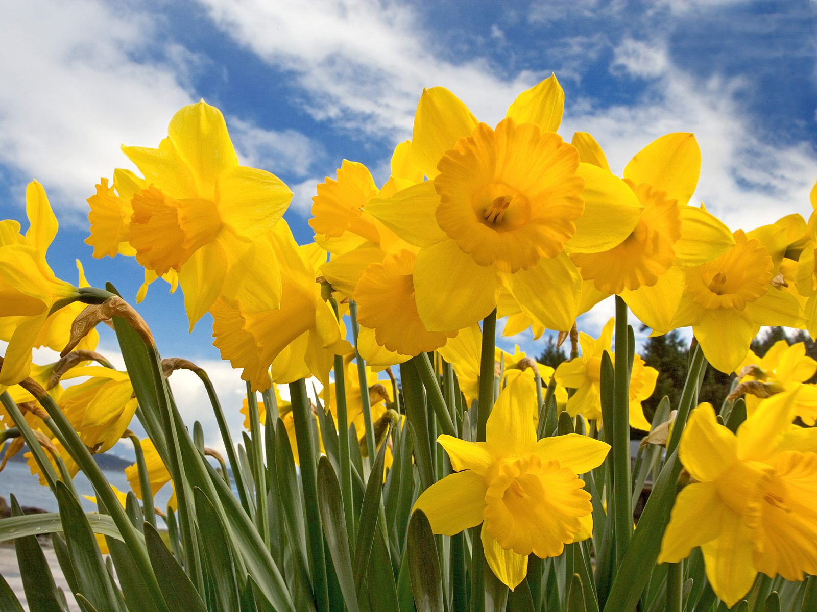 A Poem A Day:: Day 254: Daffodils