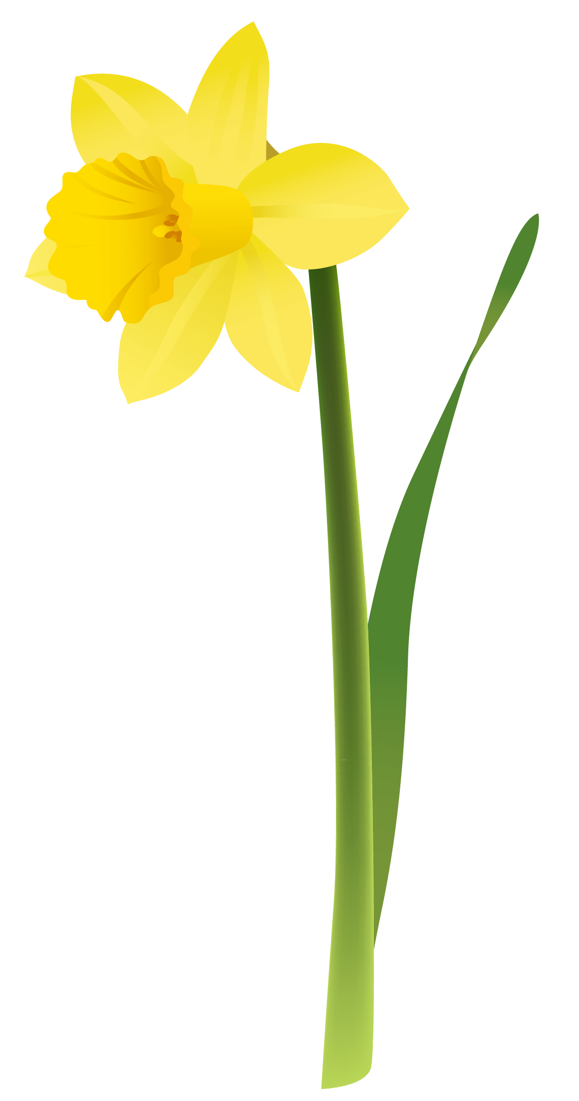 Yellow Daffodils Clipart | Gratitude | Pinterest | Daffodils, Clip ...
