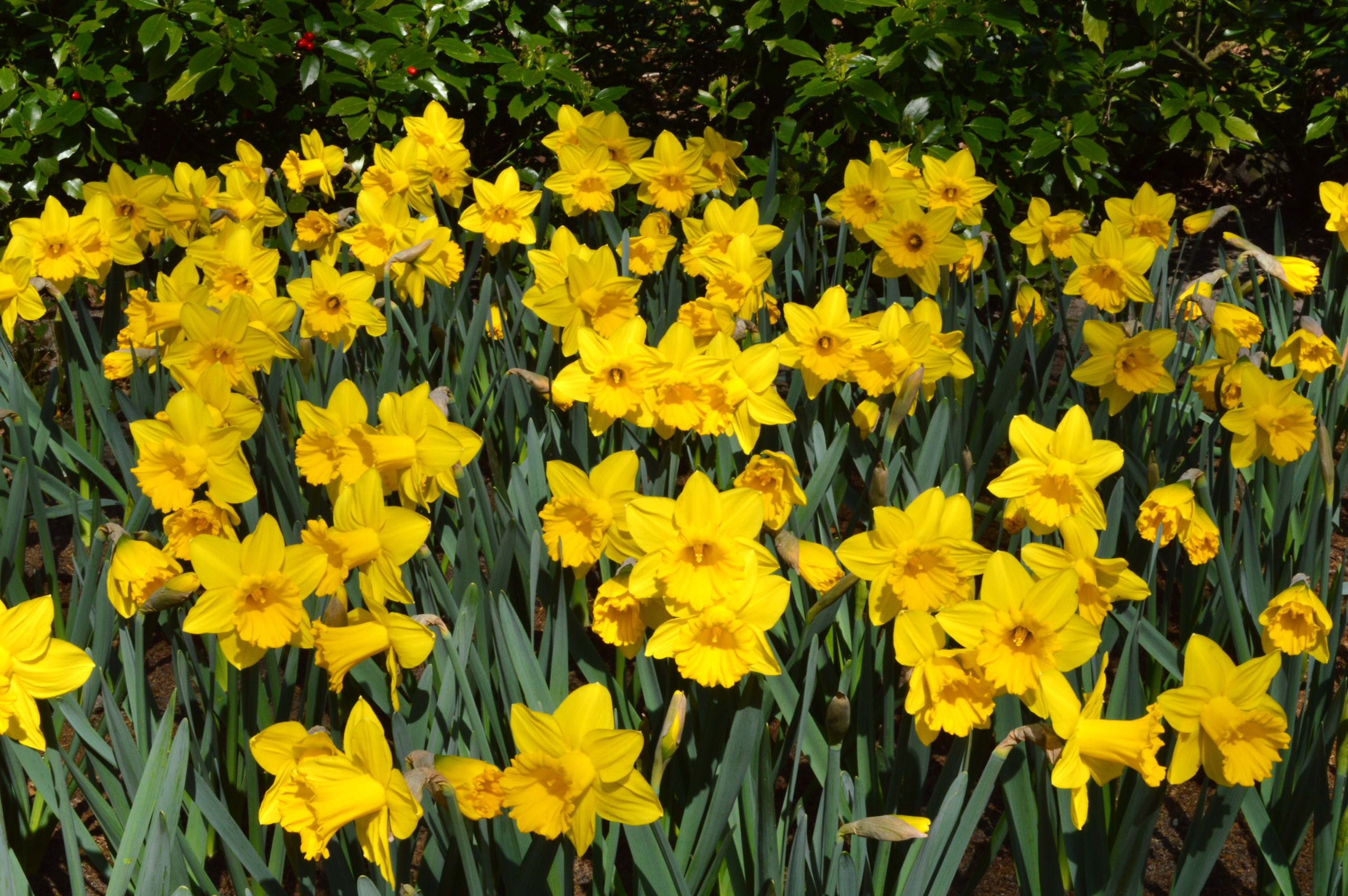 Eight Weeks of Daffodils - Landscapers Special | DutchGrown
