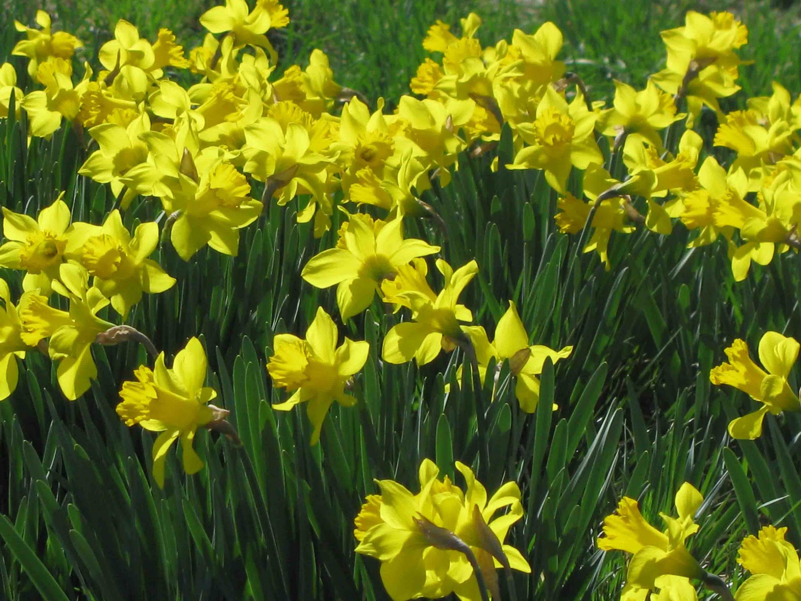 A Grave Interest: Daffodils in the Cemetery