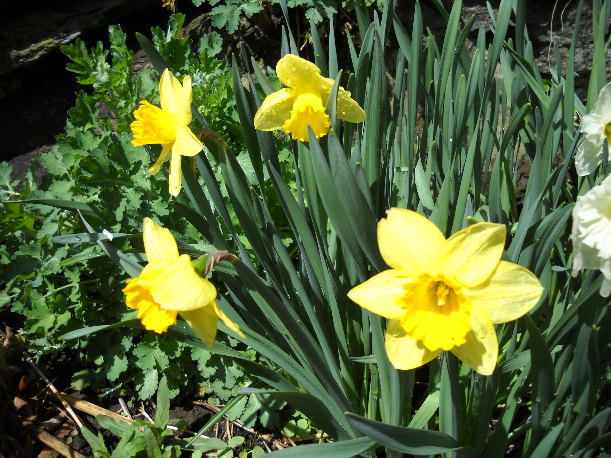 daffodils : Henry Homeyer