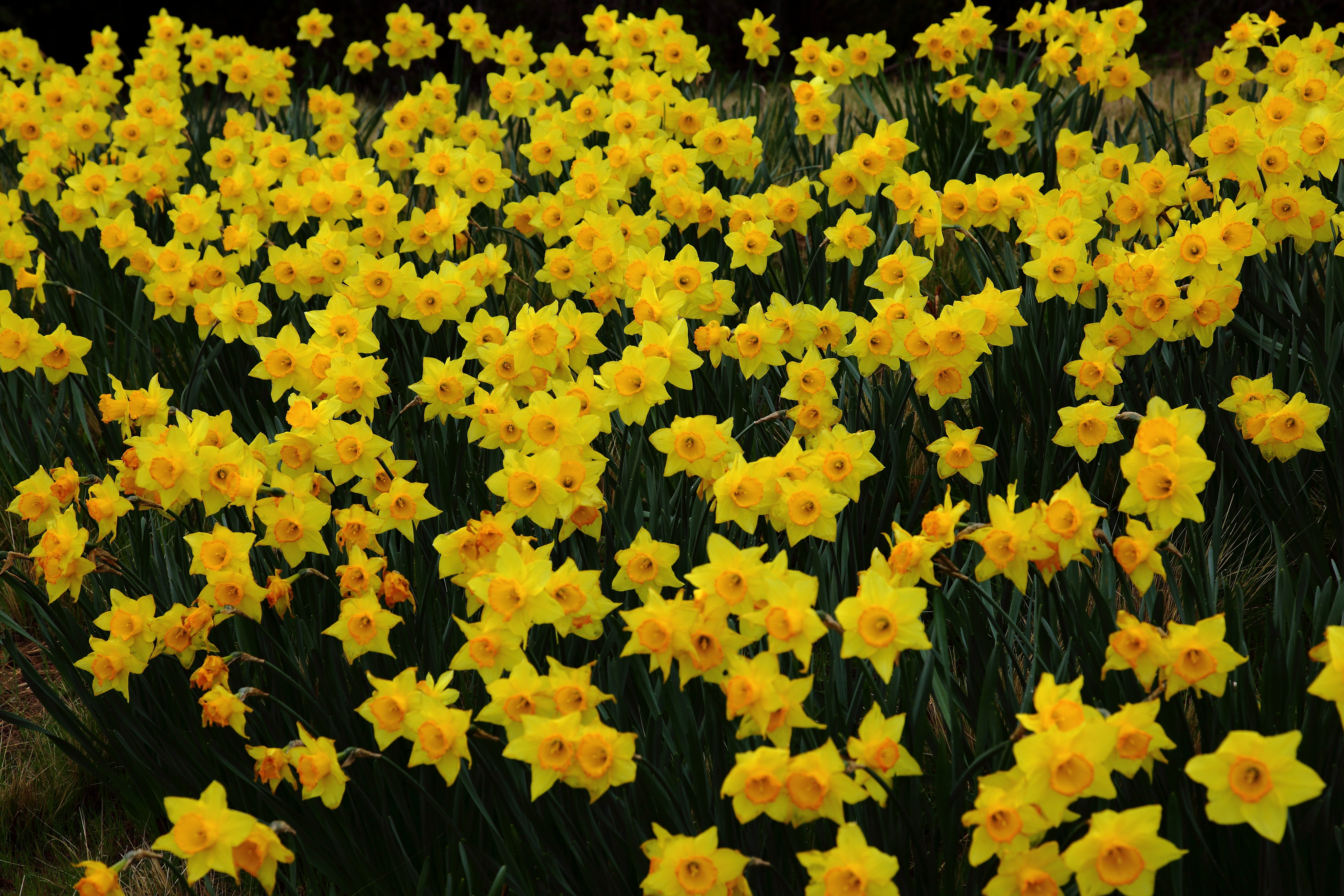 File:Daffodils - West Virginia - ForestWander.jpg - Wikimedia Commons