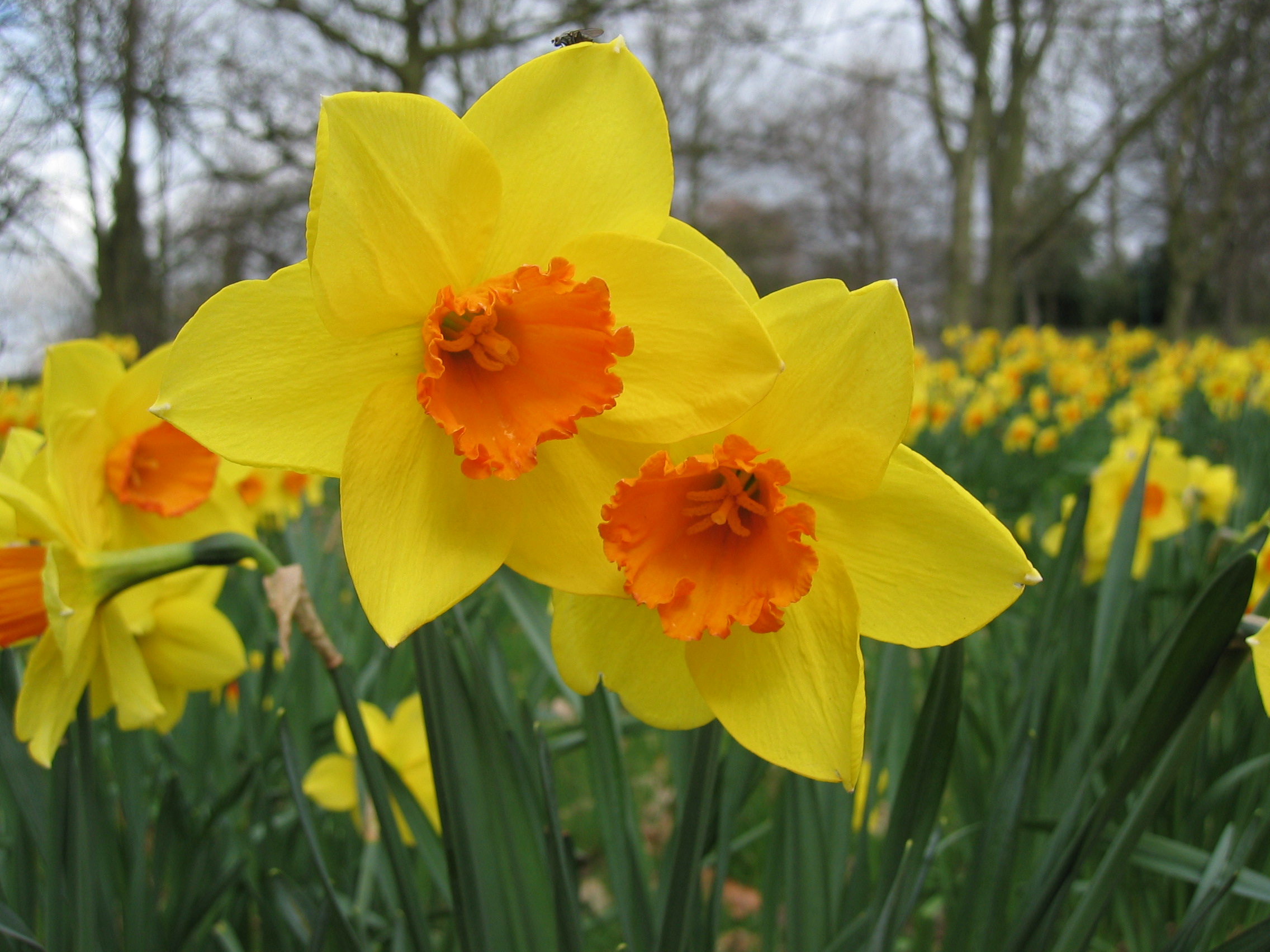 Daffodils - Lessons - Tes Teach