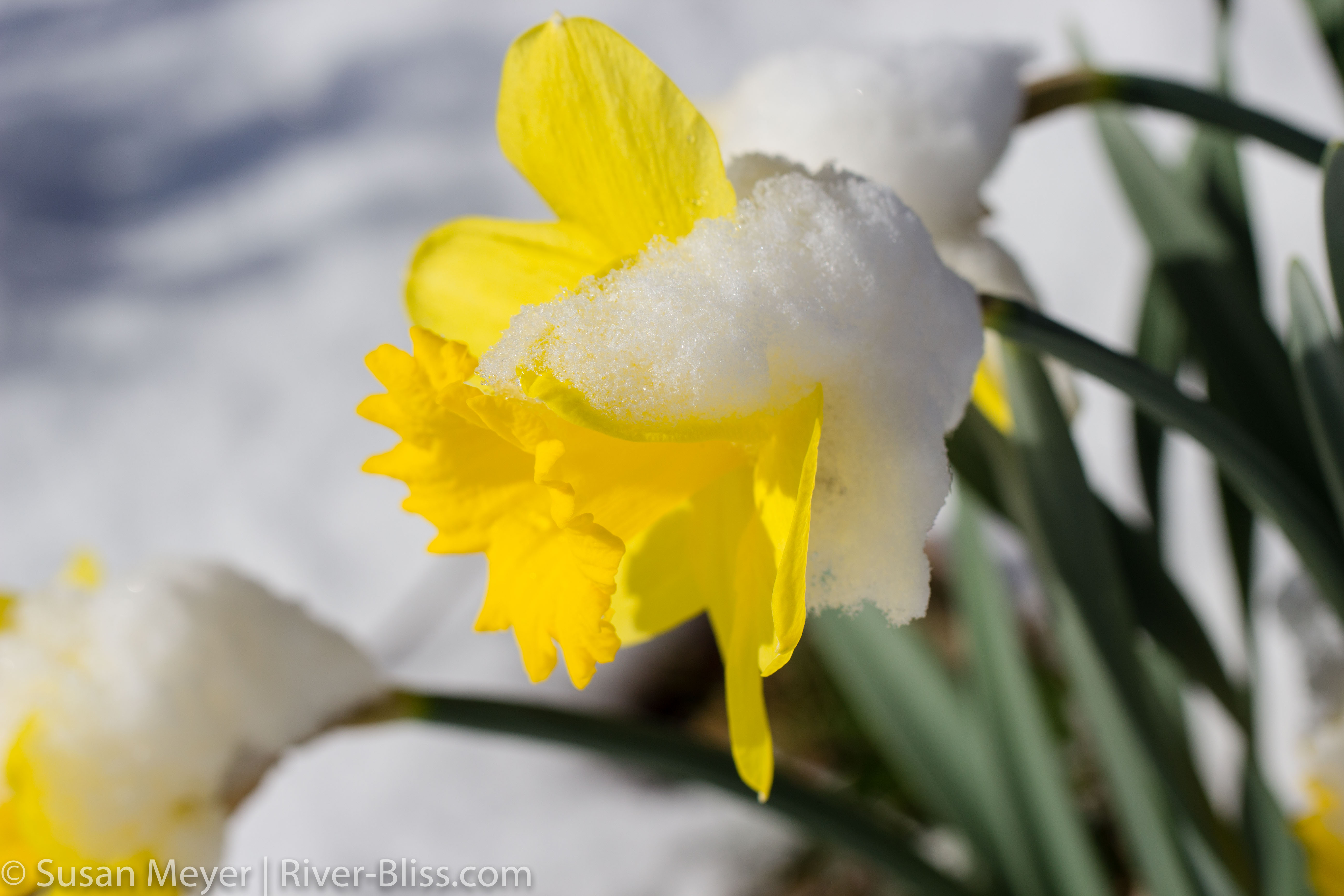 When Snow-Covered Daffodils Speak | River Bliss