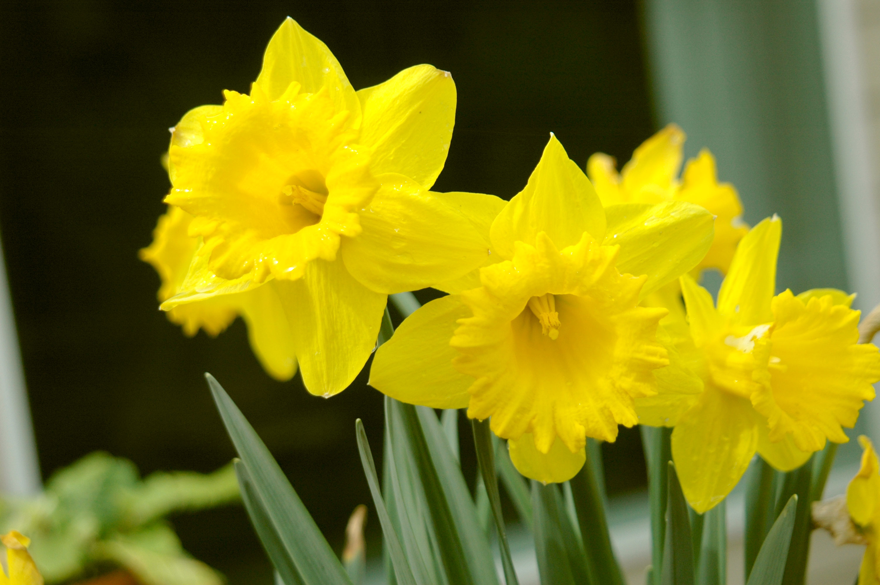 Flower Bulbs and Plants | Anemone, Daffodils, Tulip Bulbs, Cyclamen ...
