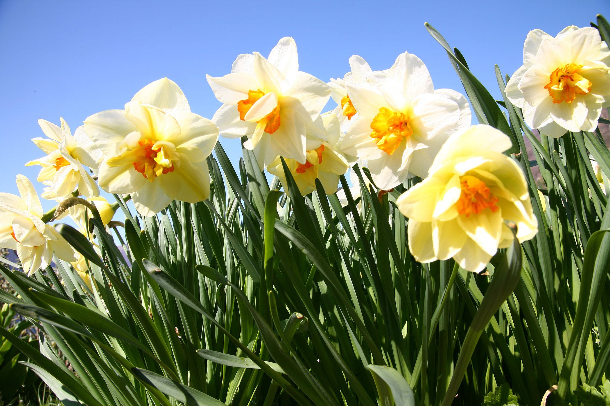 Daffodils Poisoning in Dogs - Symptoms, Causes, Diagnosis, Treatment ...