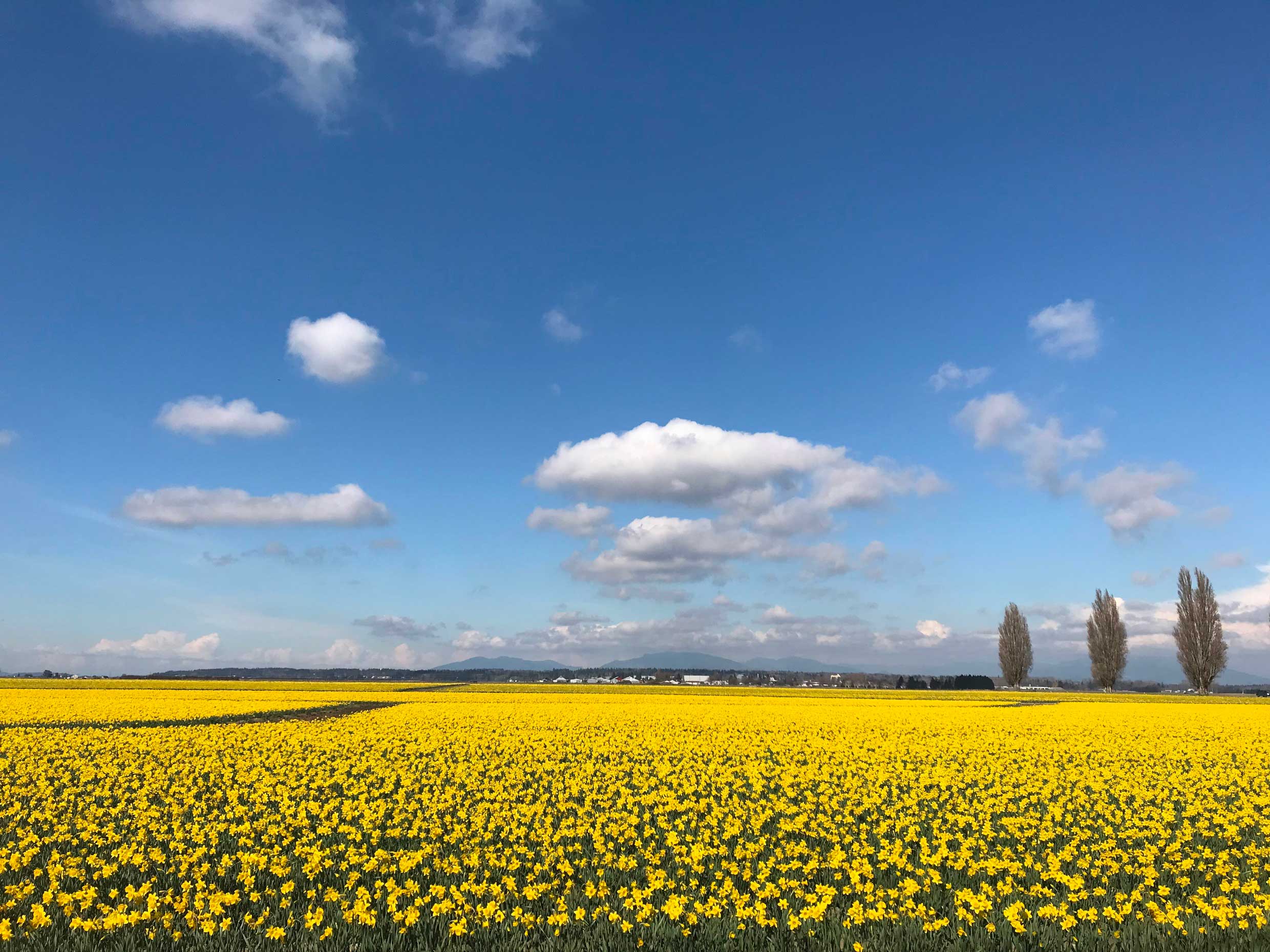 A day in the daffodil fields