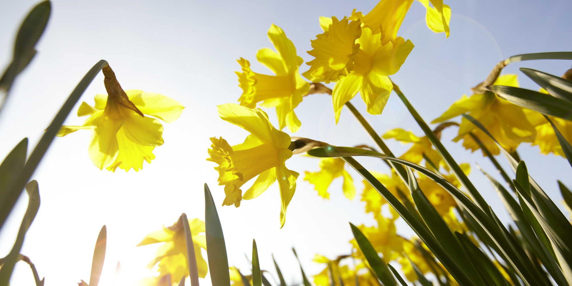 Daily Meditation: Dancing With Daffodils | HuffPost