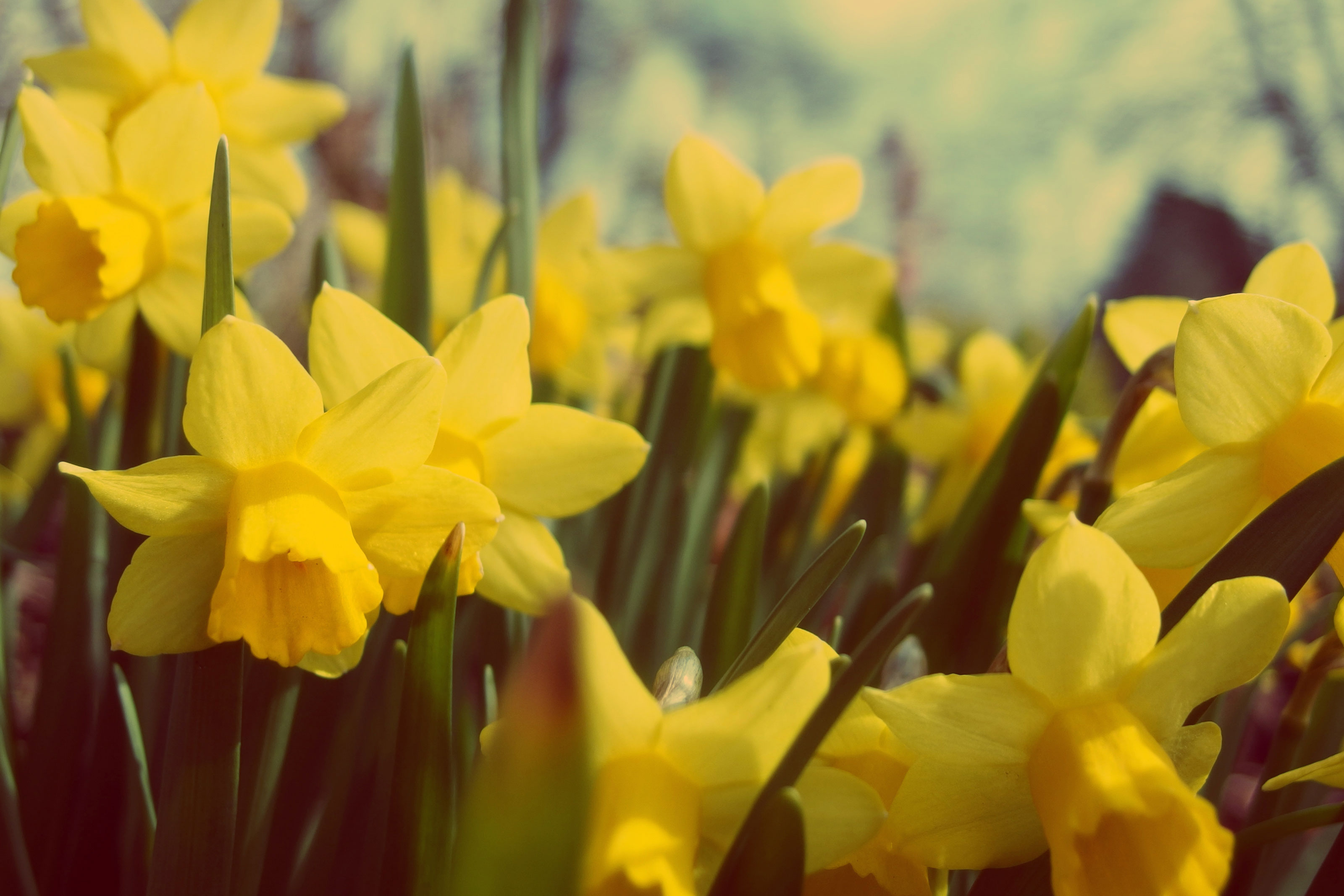Free photo: Daffodils - Daffodil, Flower, Fragrance - Free Download ...