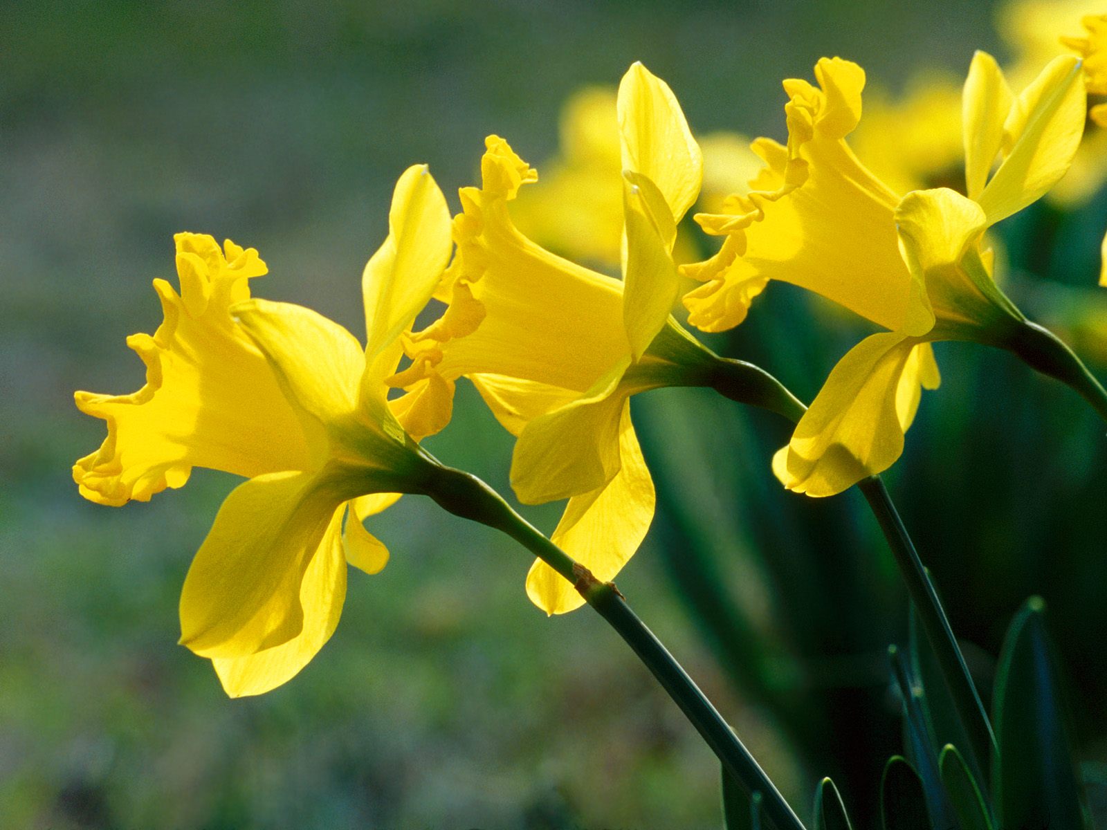 Daffodils Recall Children Lost in the Holocaust | Atlanta Jewish Times