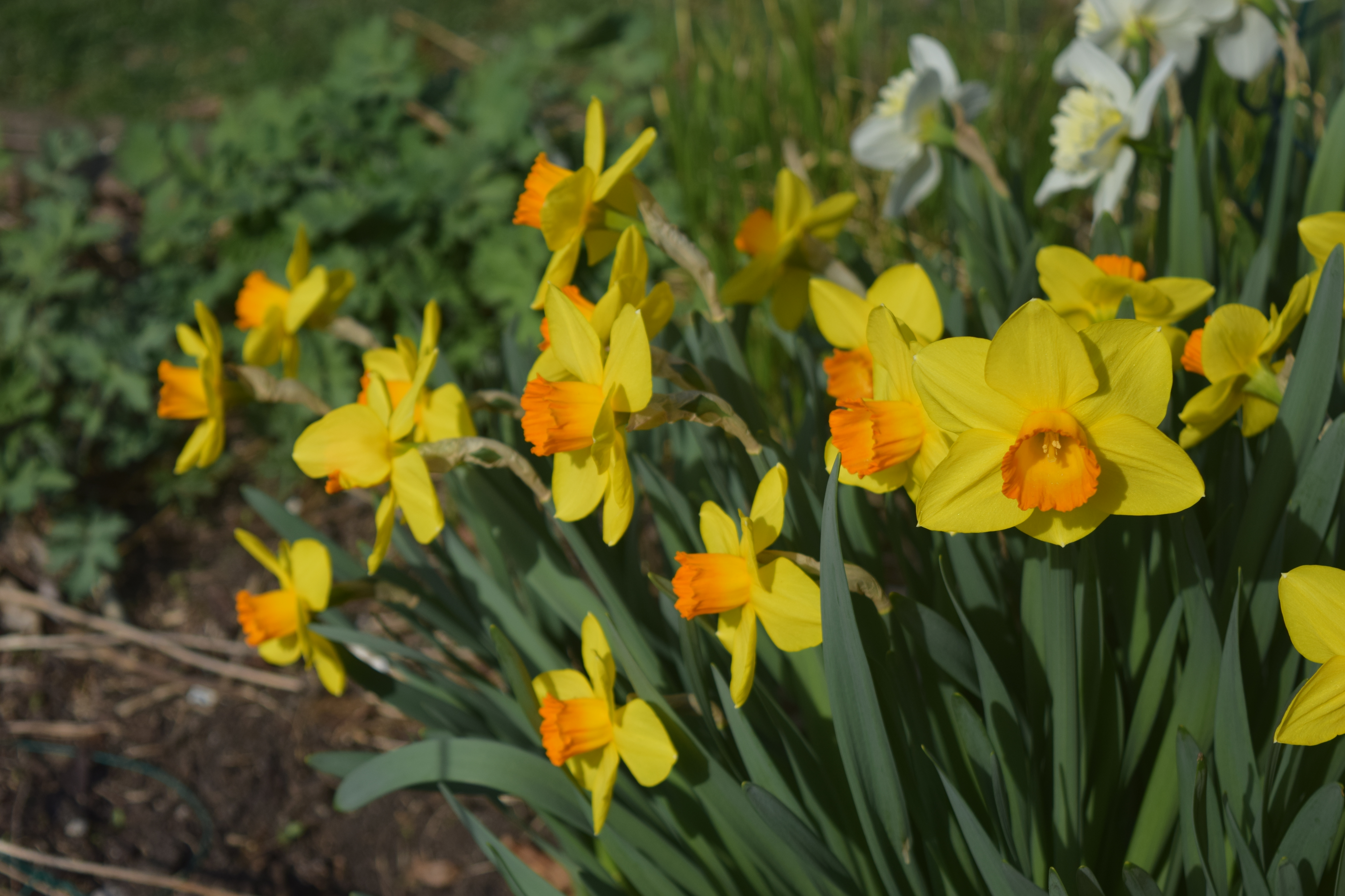 Daffodils Are Delightful, But Tulips Are Better – gardeninacity
