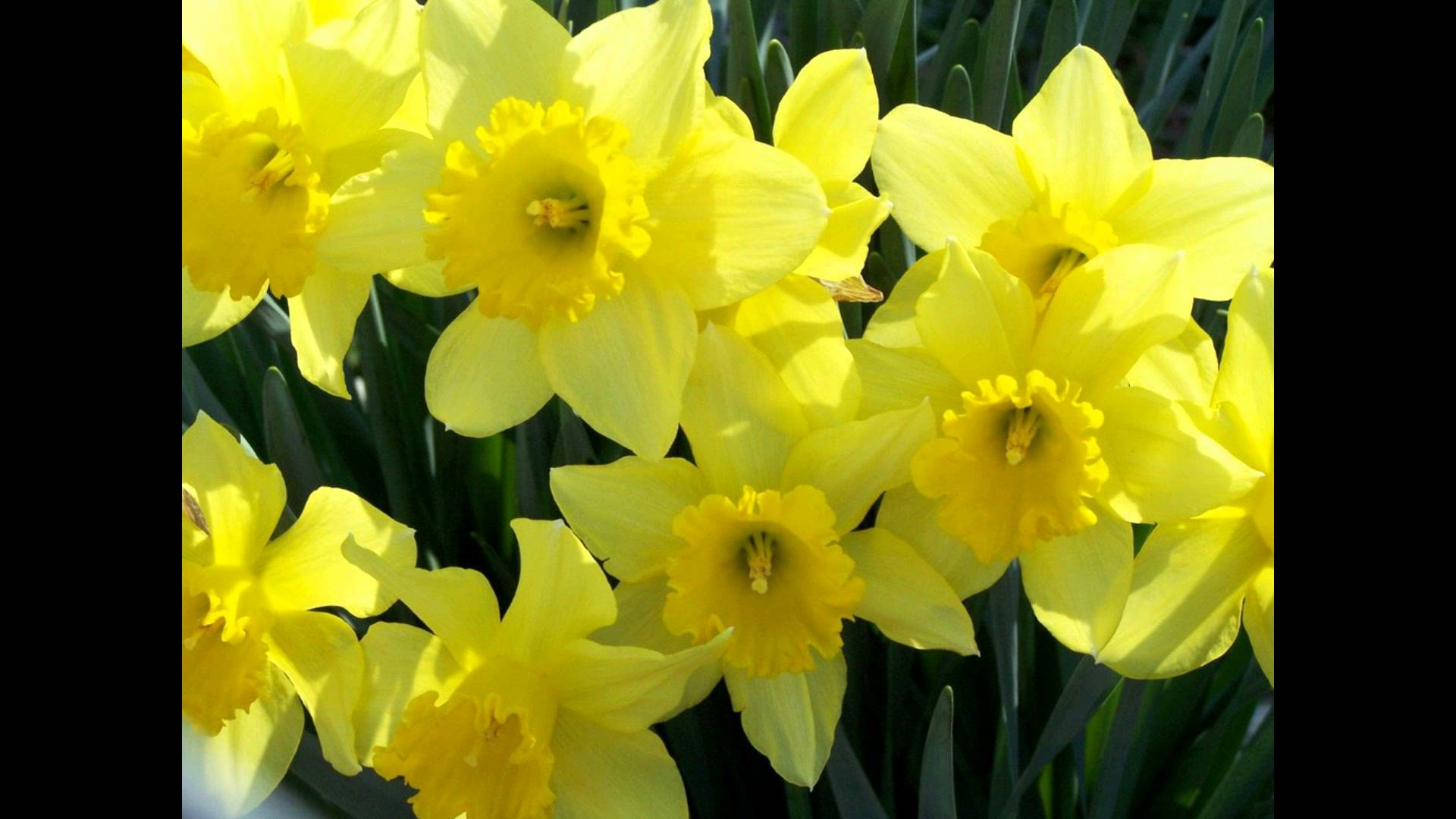✿Rebecca Tripp✿ - The Waltz of the Daffodils - YouTube