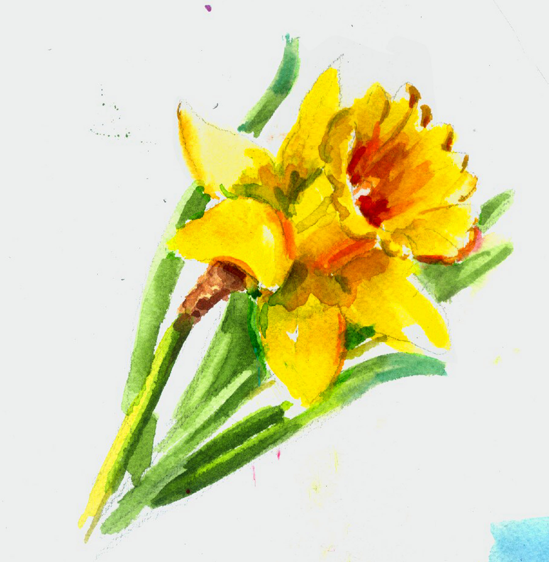 Daffodils | Andrea Brooks Studio