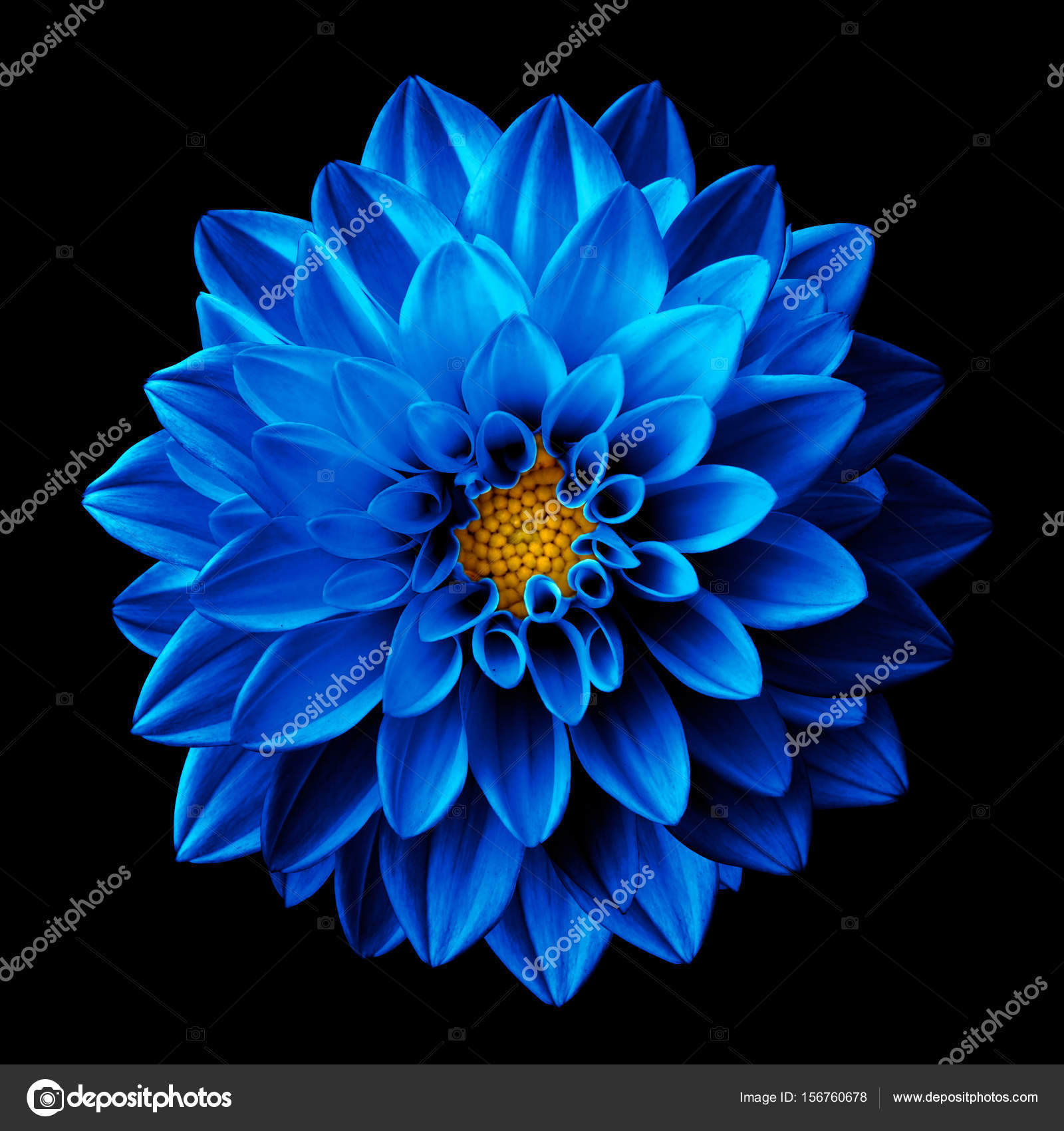 Surreal dark chrome blue flower dahlia macro isolated on black ...
